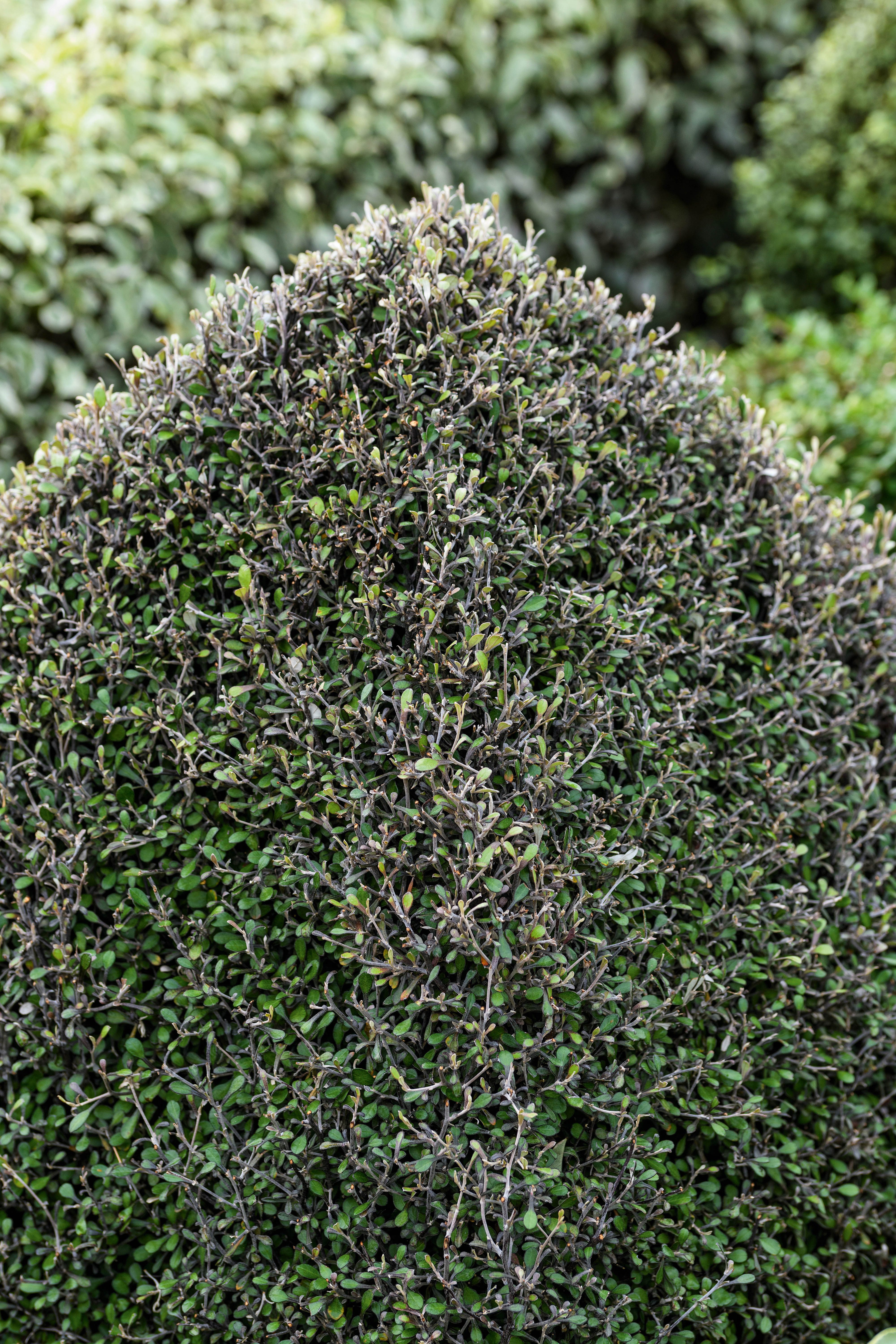 Corokia x virgata 'Silver Ghost'