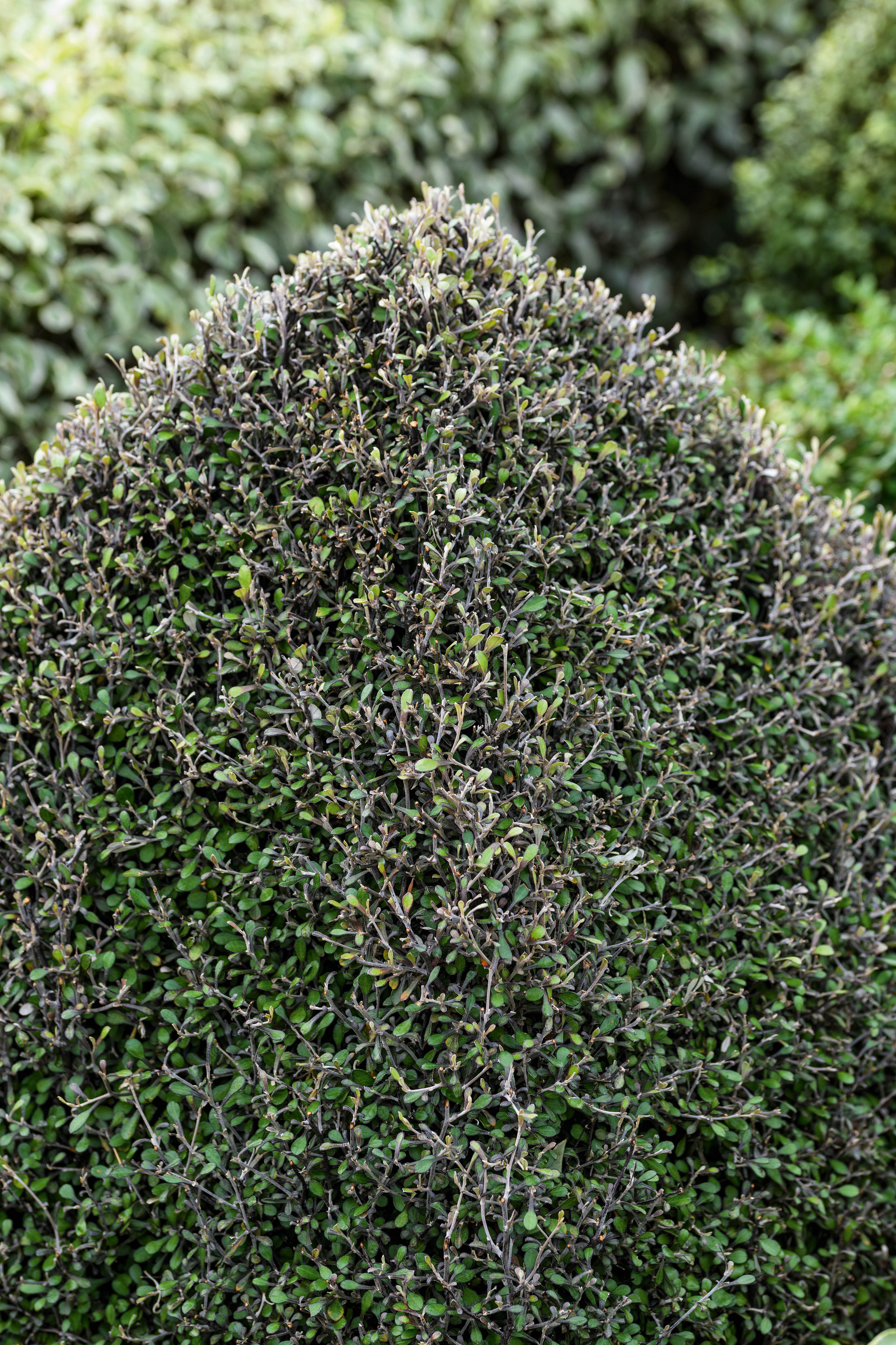 Corokia x virgata 'Silver Ghost'