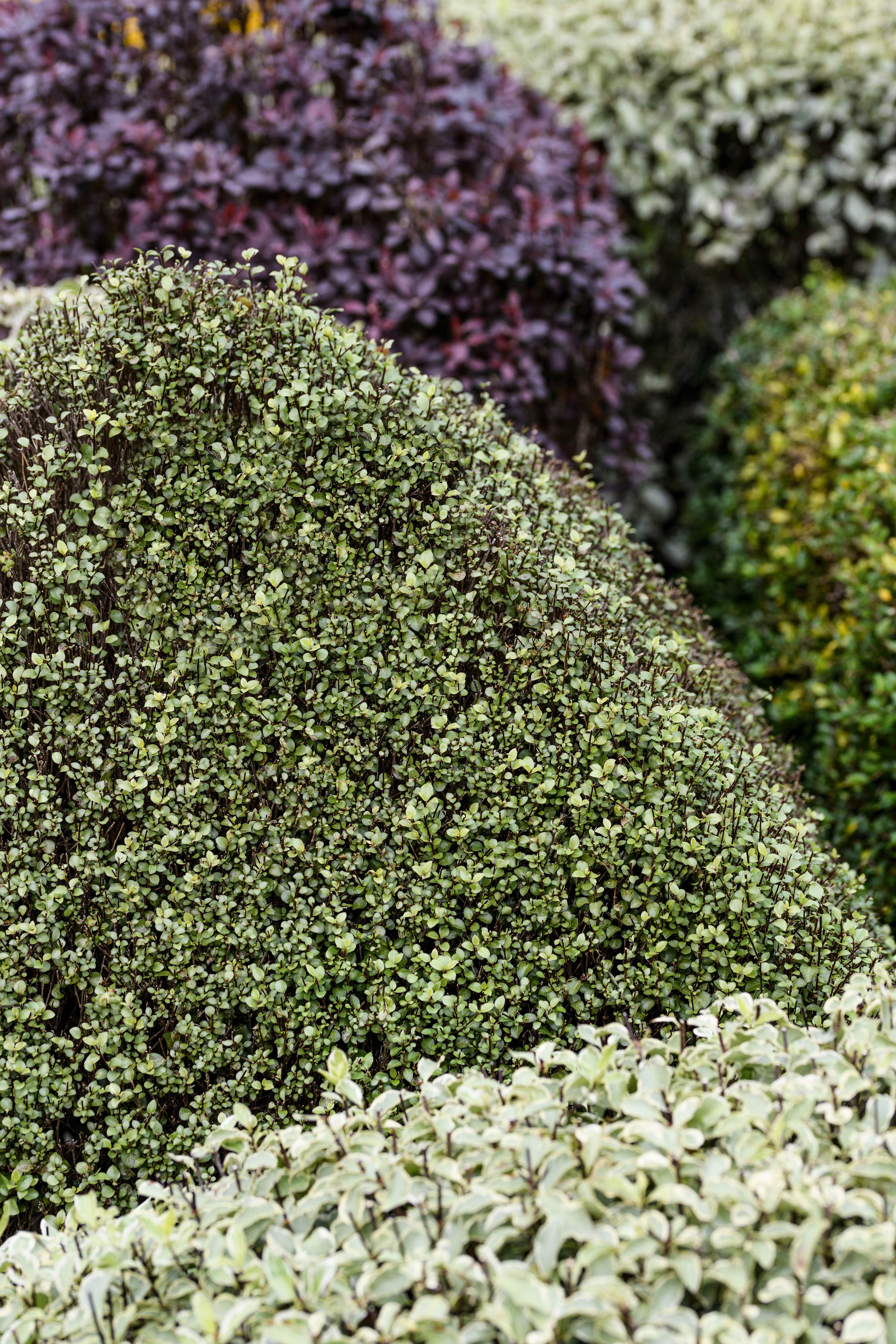 Pittosporum tenuifolium 'Oliver Twist'
