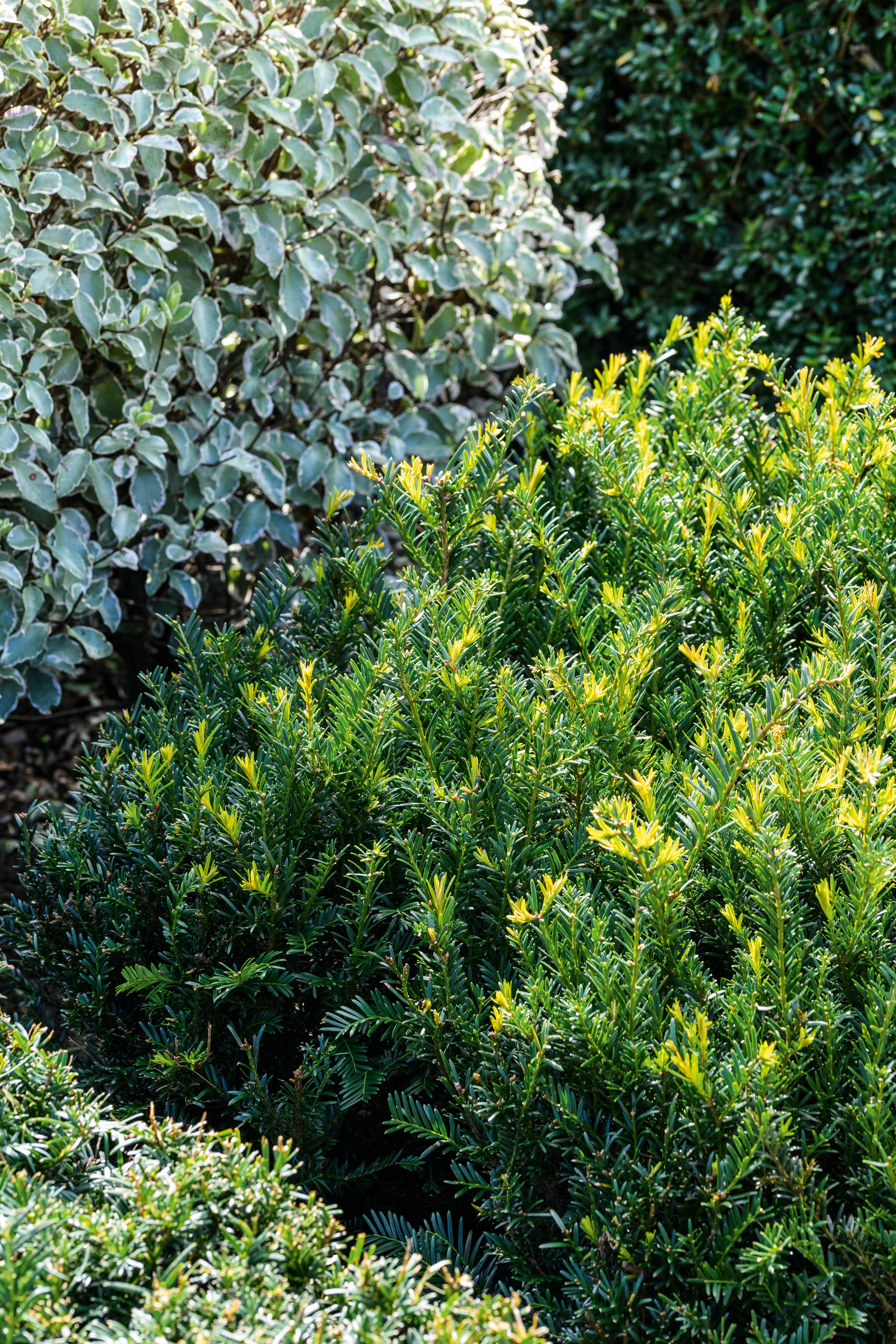 Taxus baccata 'Renke's Kleiner Gruner'