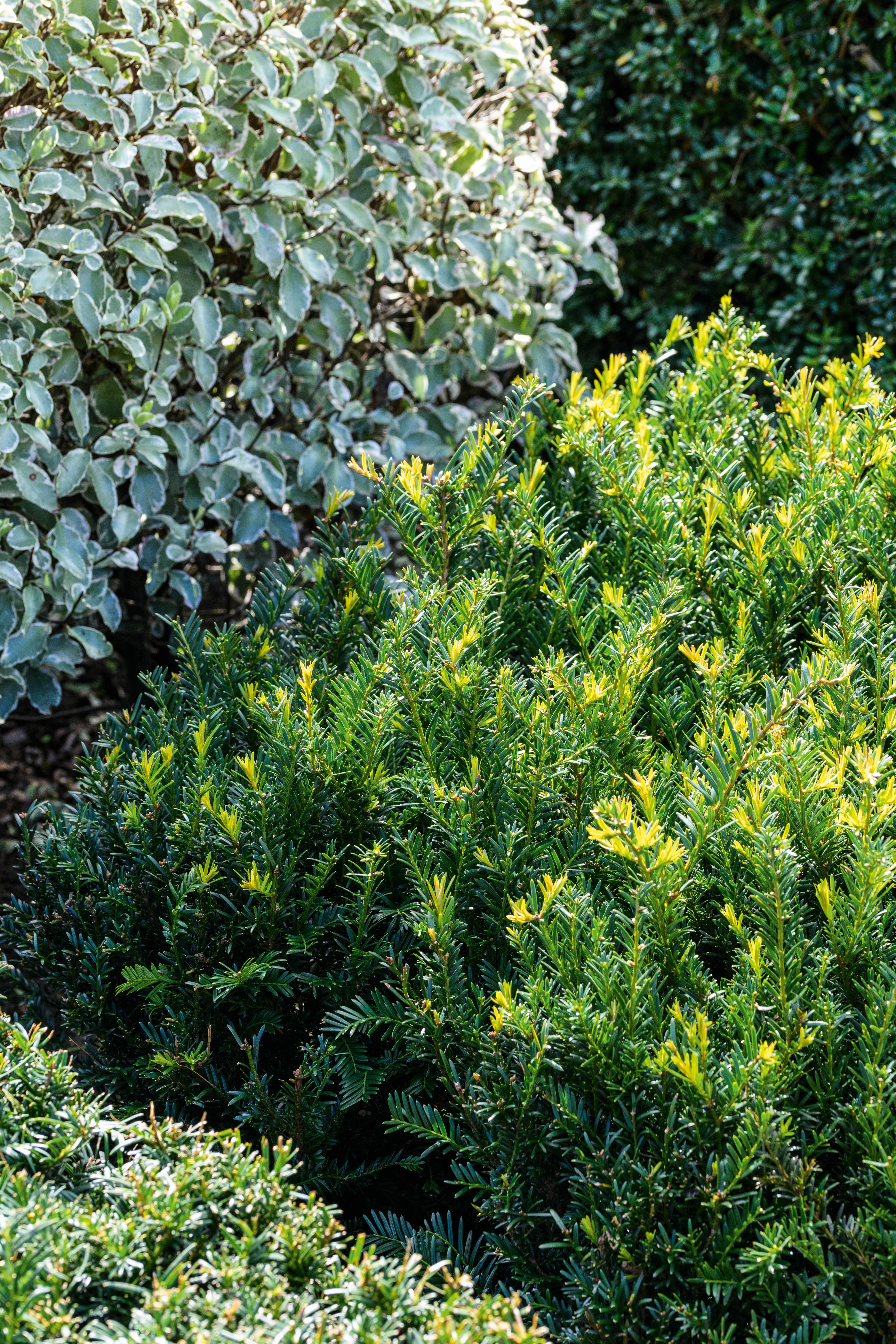 Taxus baccata 'Renke's Kleiner Gruner'