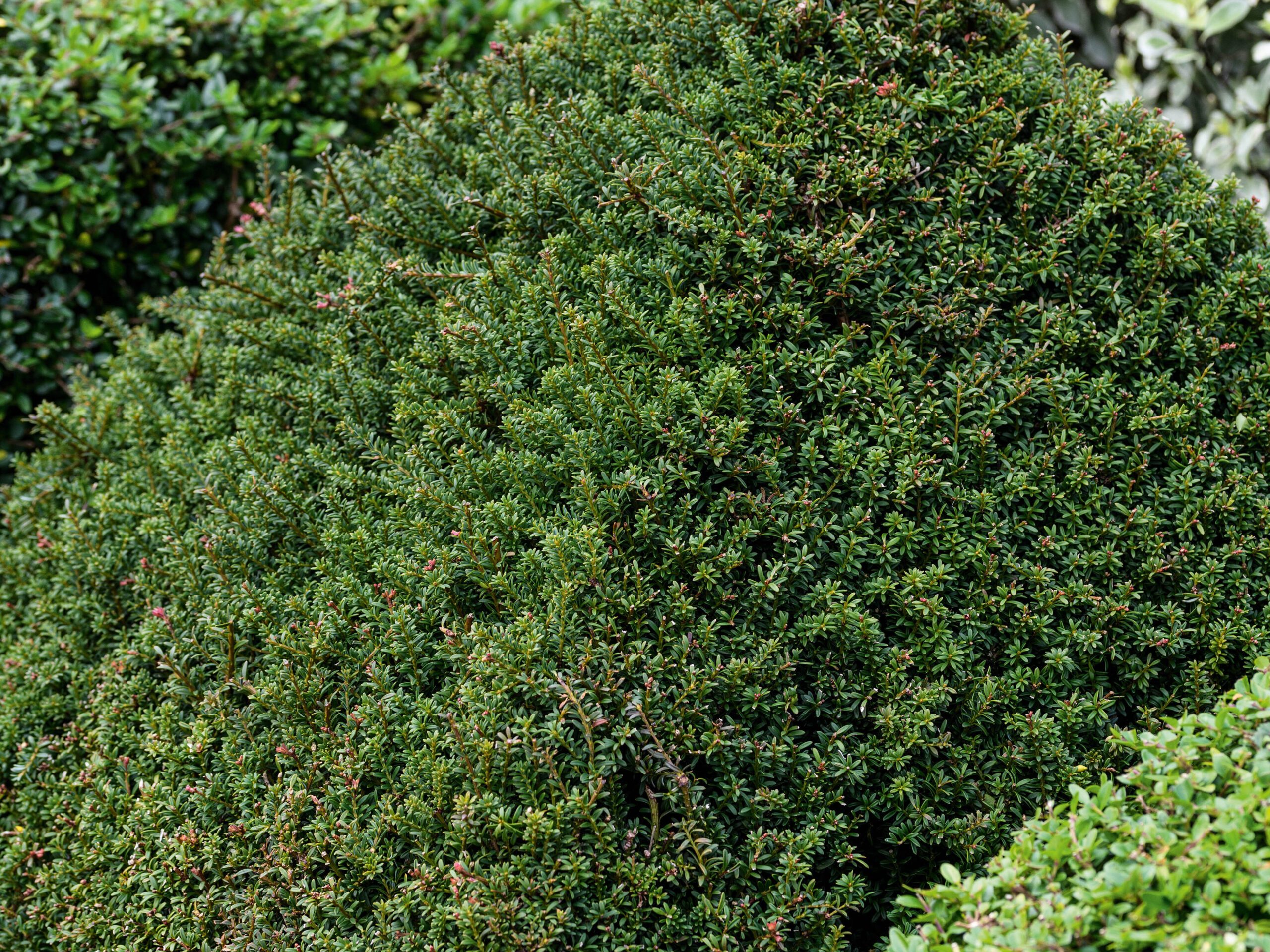Podocarpus nivalis 'Chocolate Box'