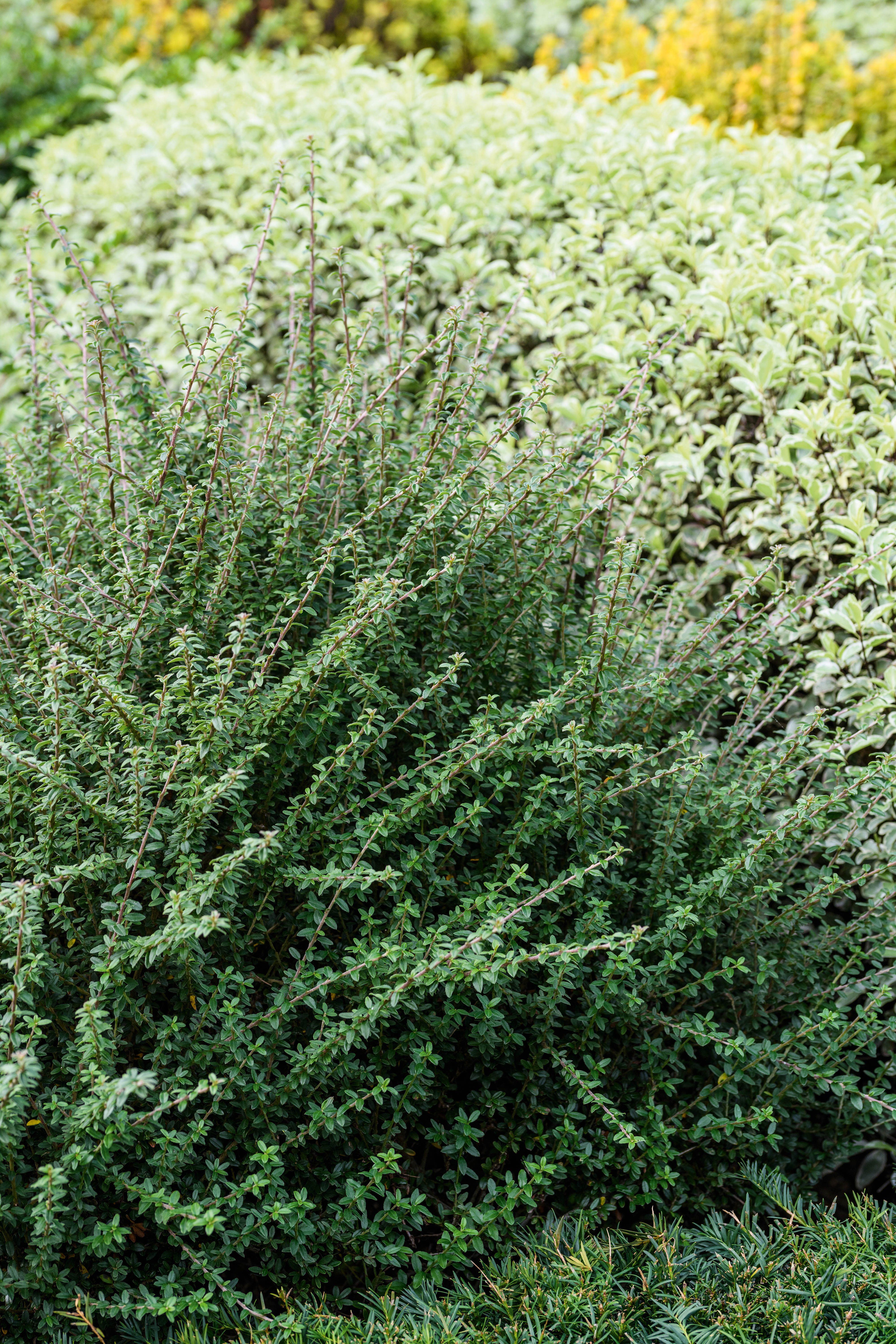Cotoneaster conspicuus 'Decorus'