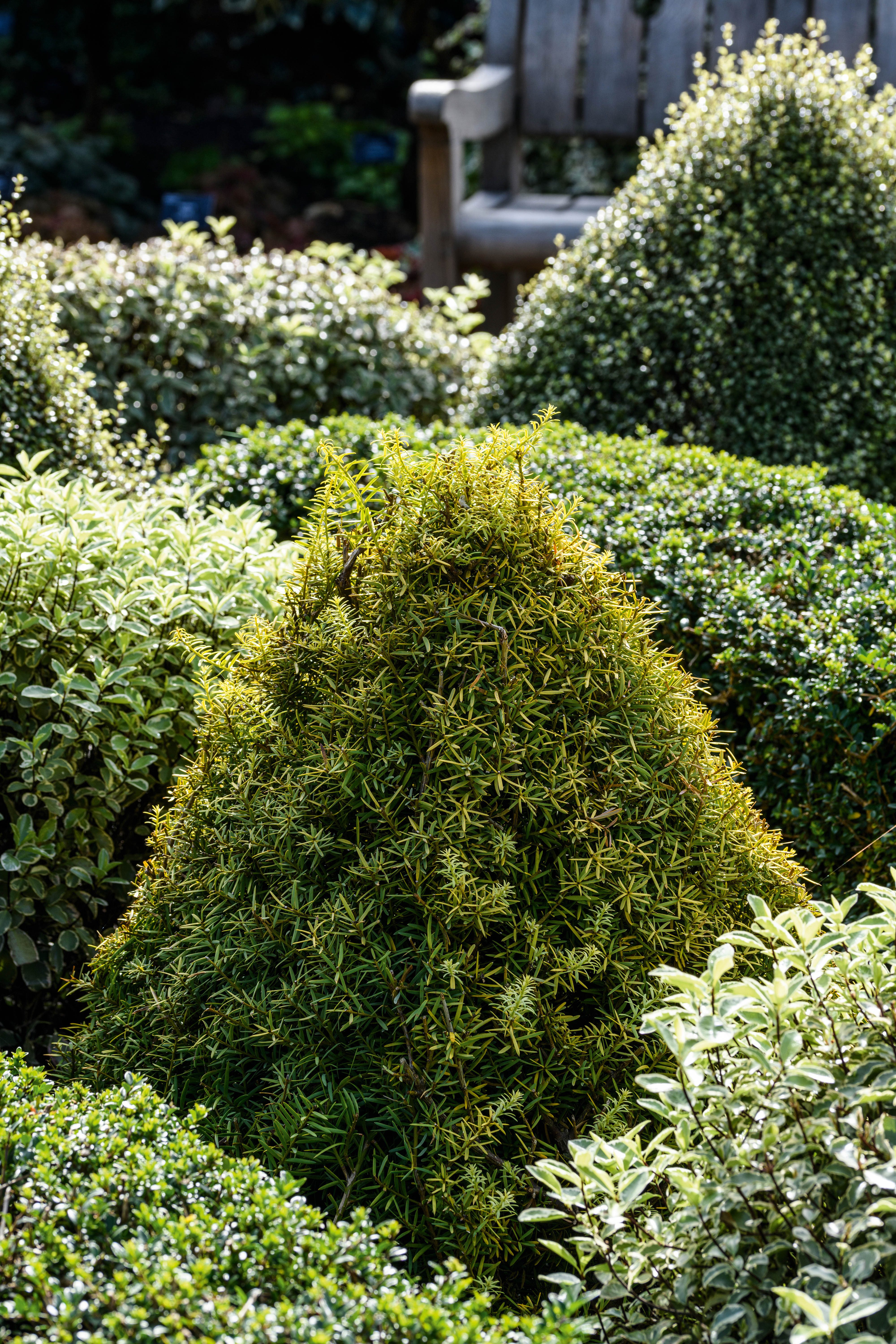 Podocarpus totara 'Aureus'