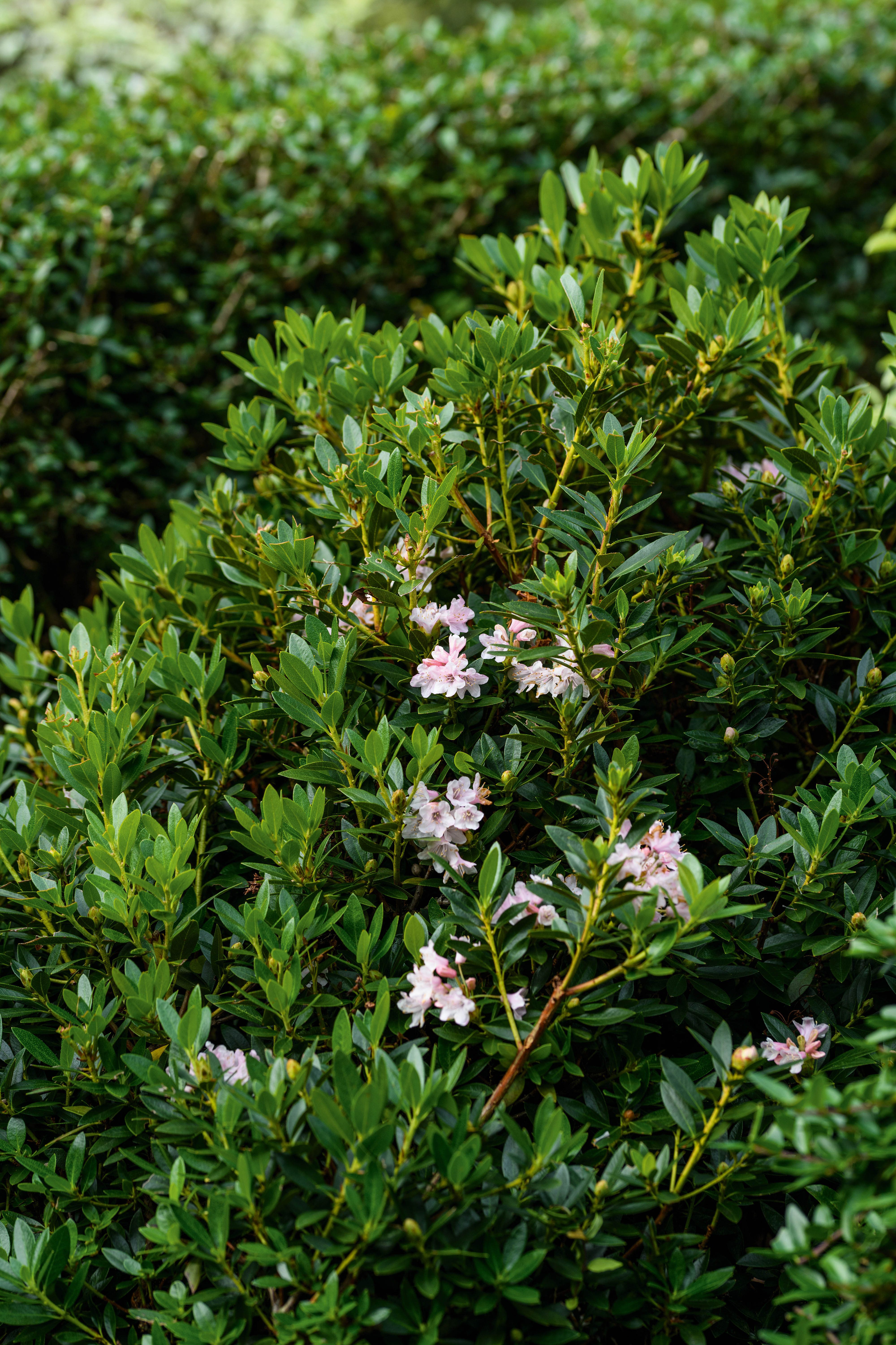 Rhododendron Bloombux (Microhirs3')