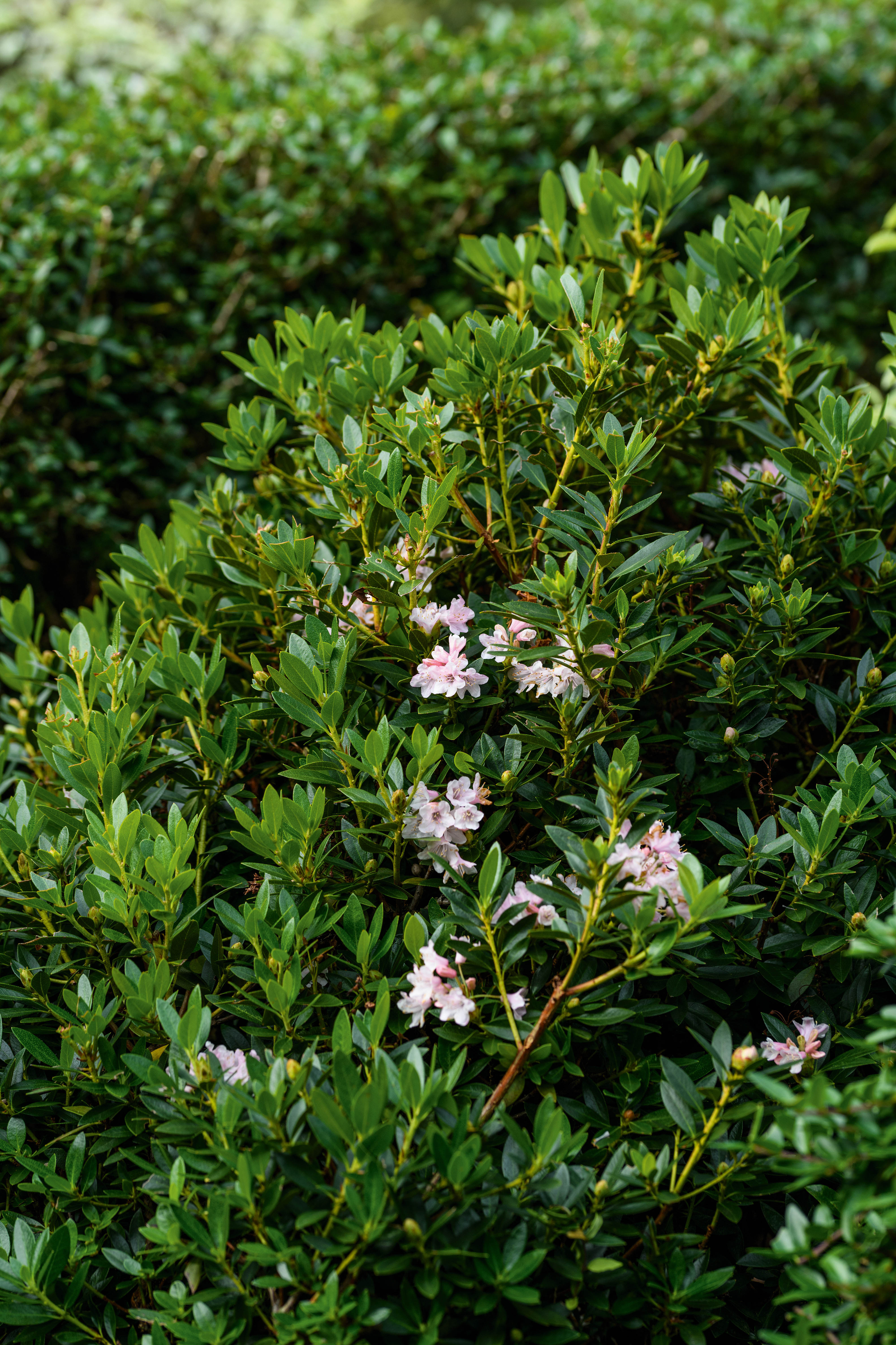 Rhododendron Bloombux (Microhirs3')