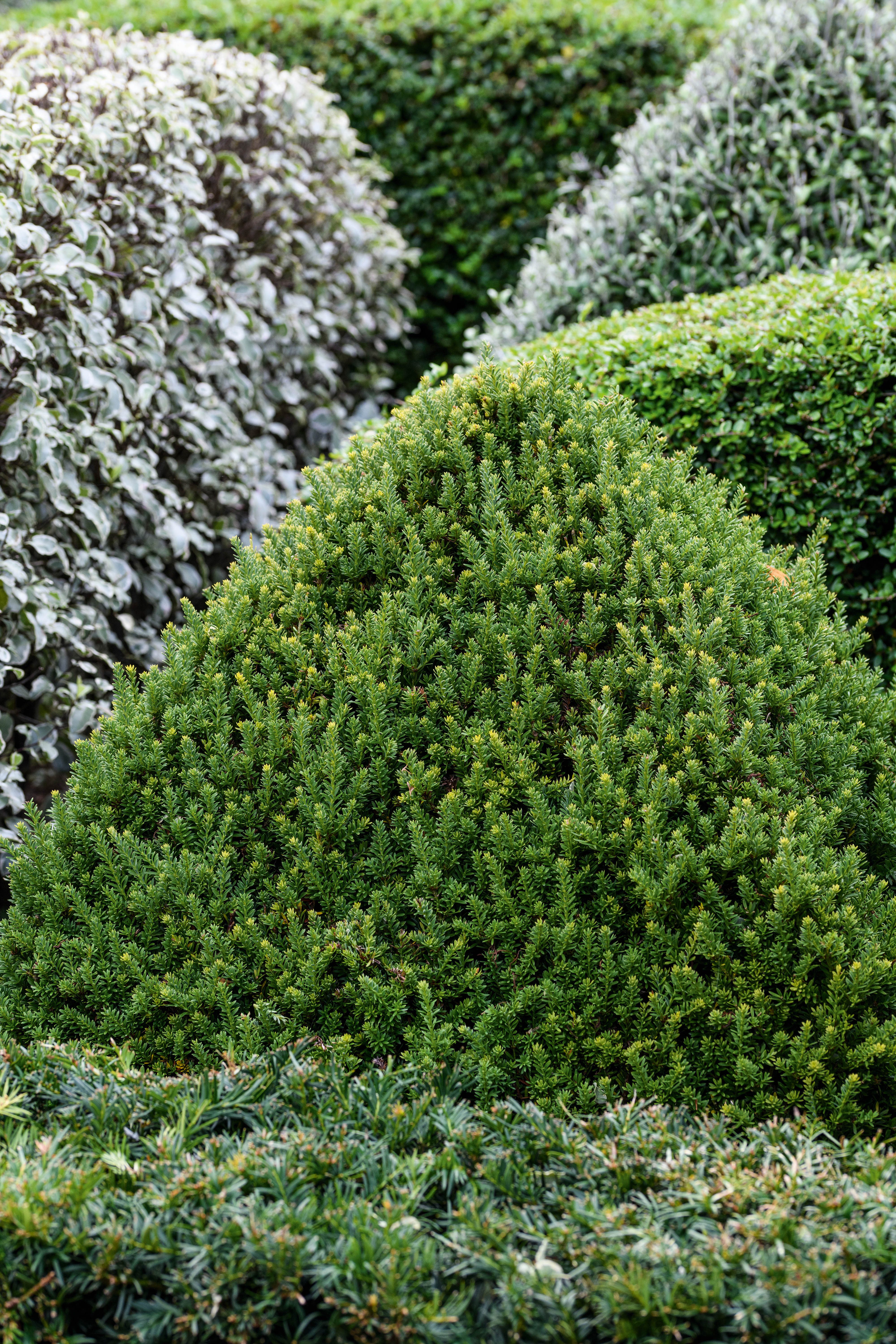 Podocarpus nivalis