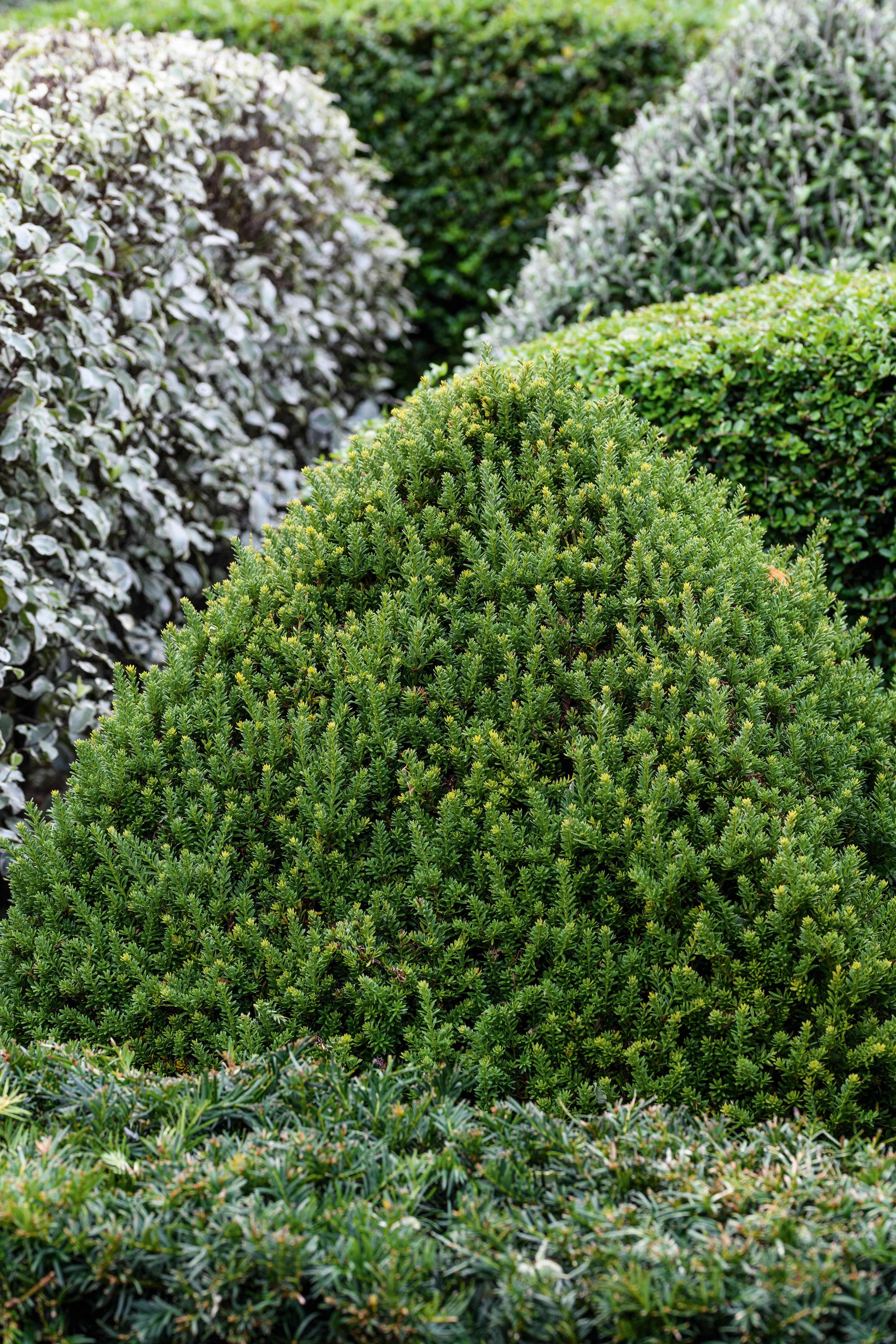 Podocarpus nivalis