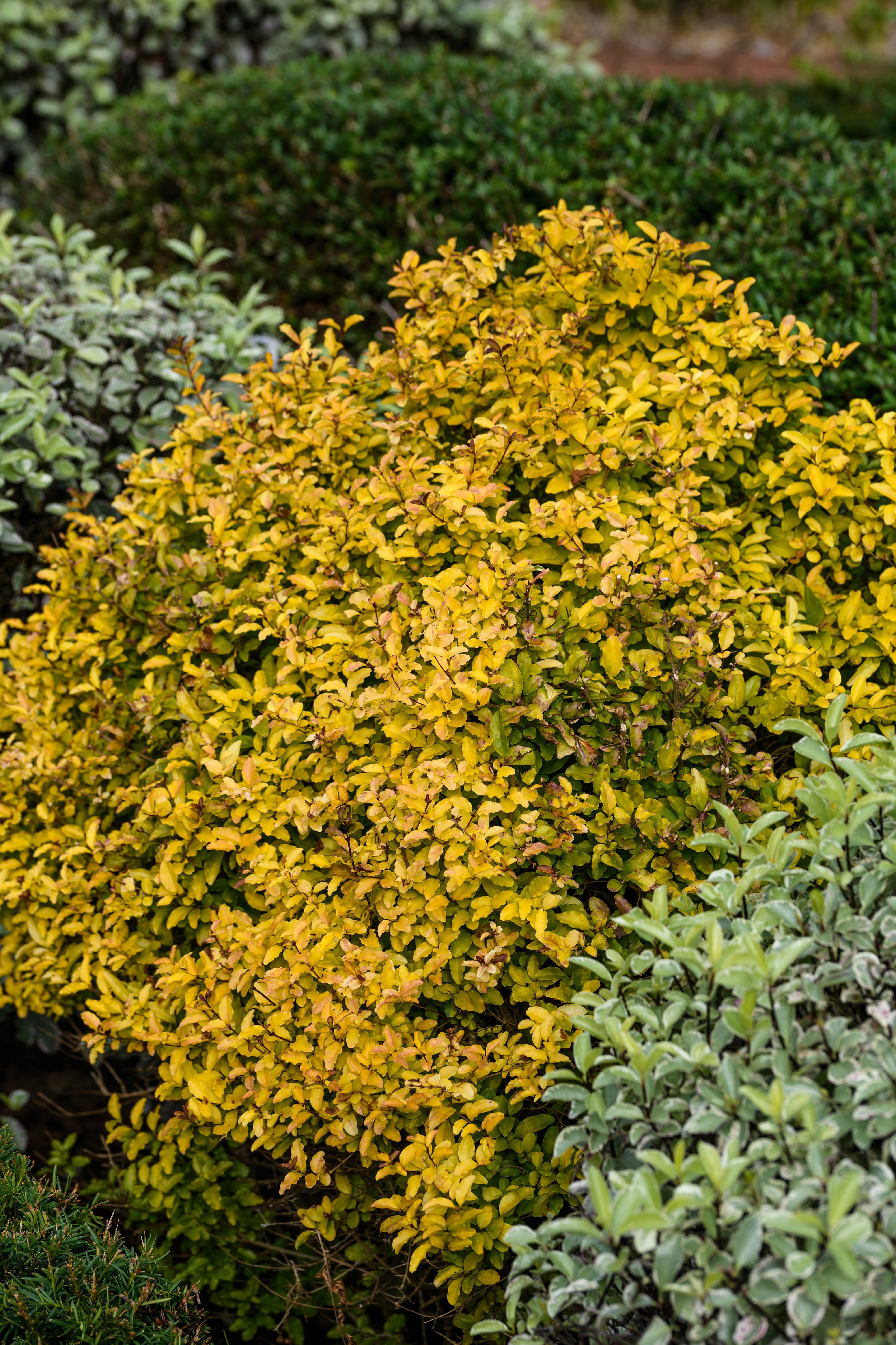 Ligustrum sinense 'Sunshine'