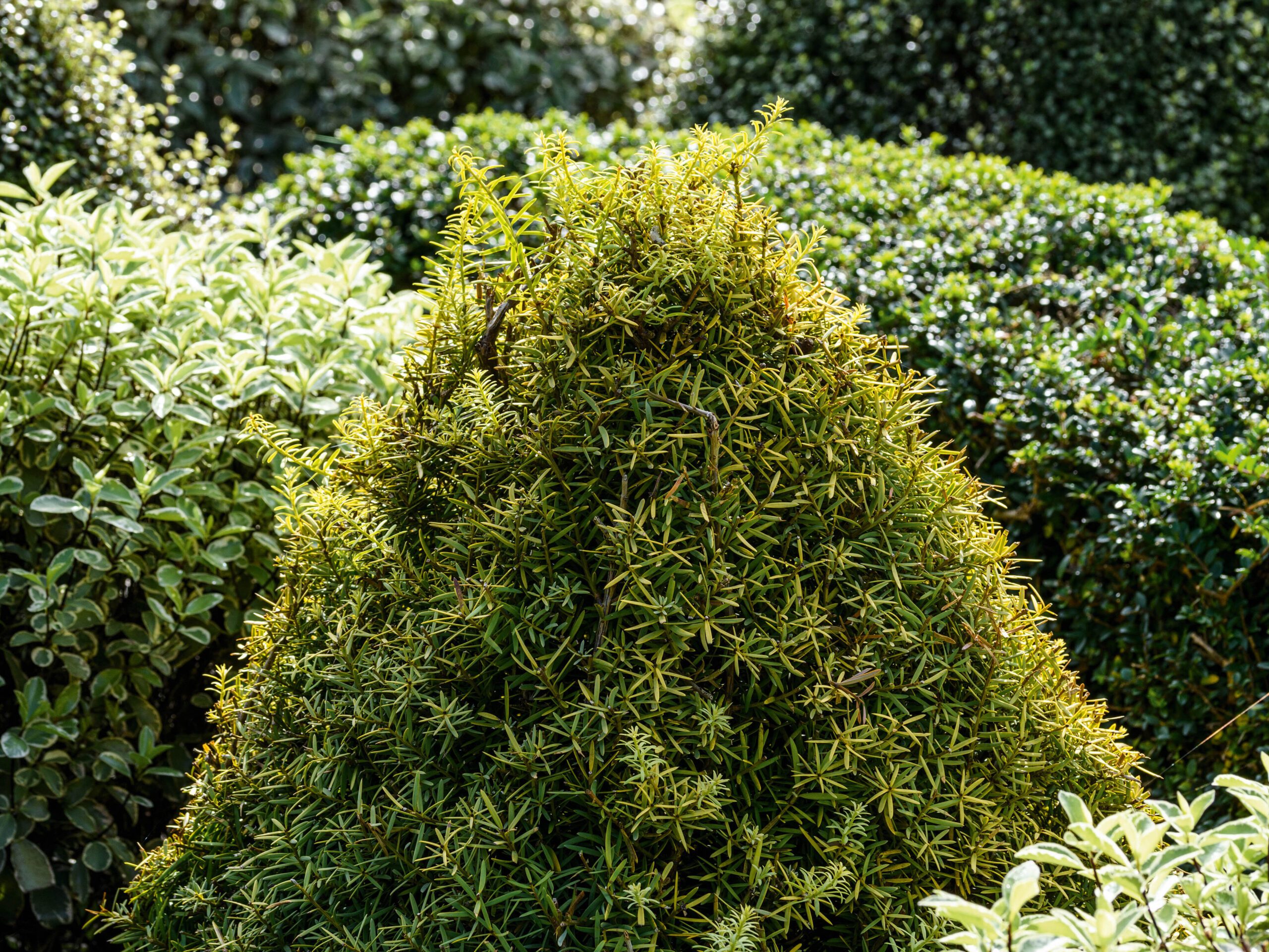 Podocarpus totara 'Aureus'