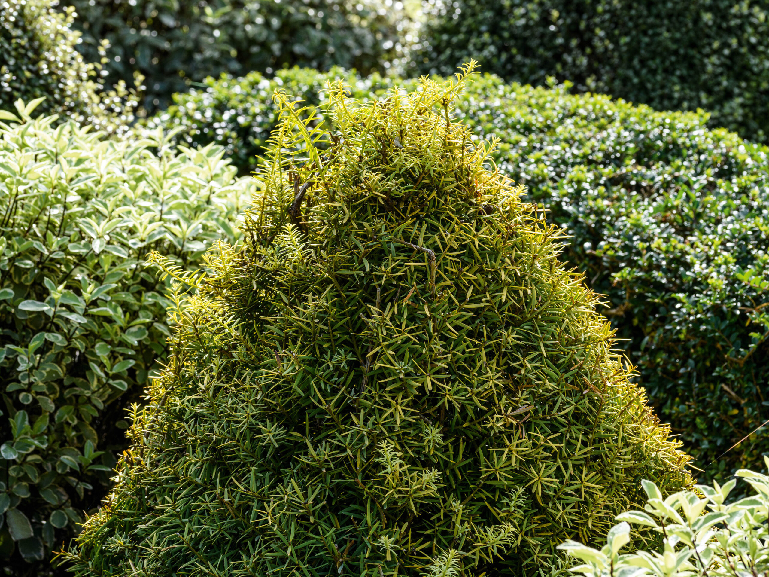 Podocarpus totara 'Aureus'