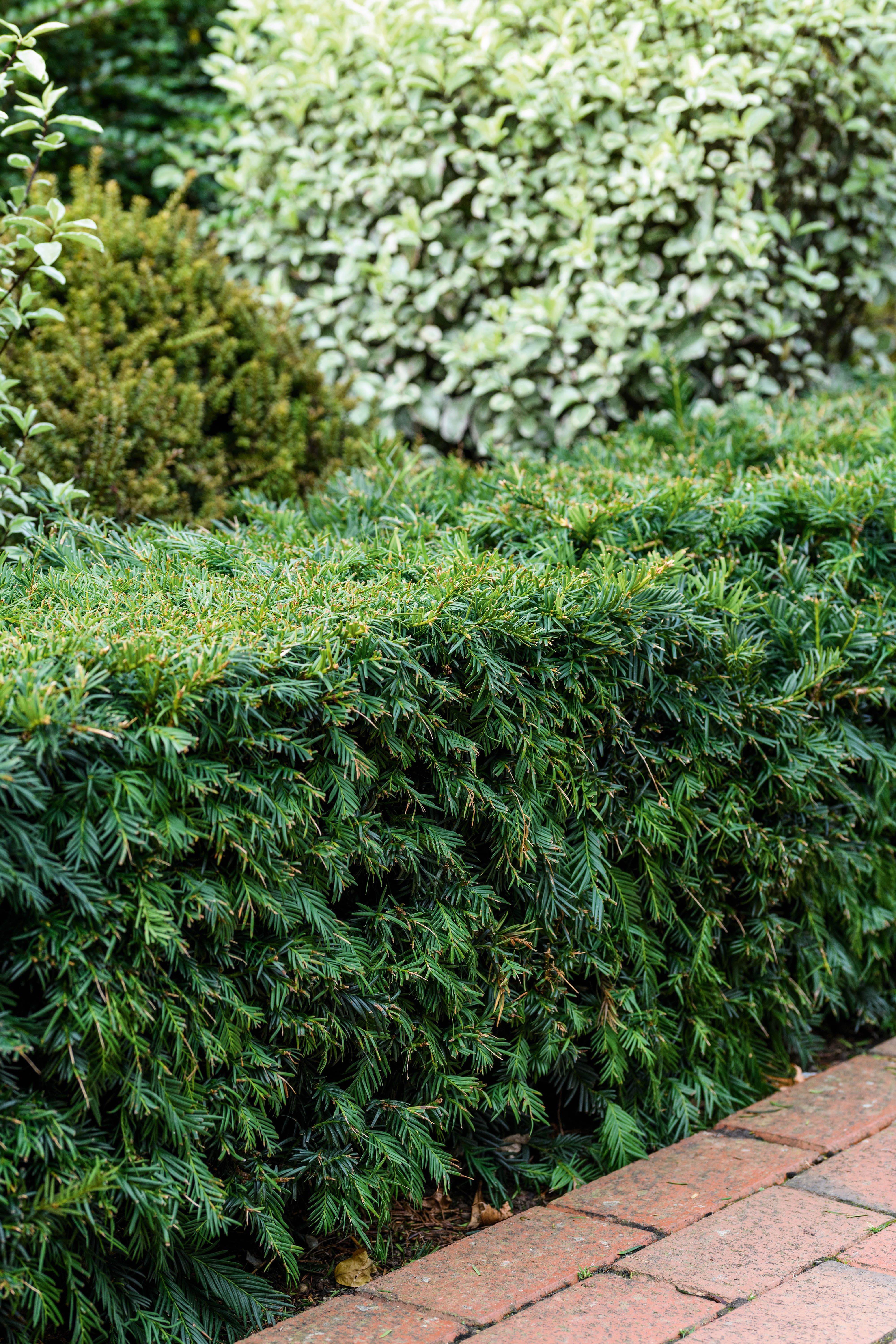 Taxus baccata 'Repandens'
