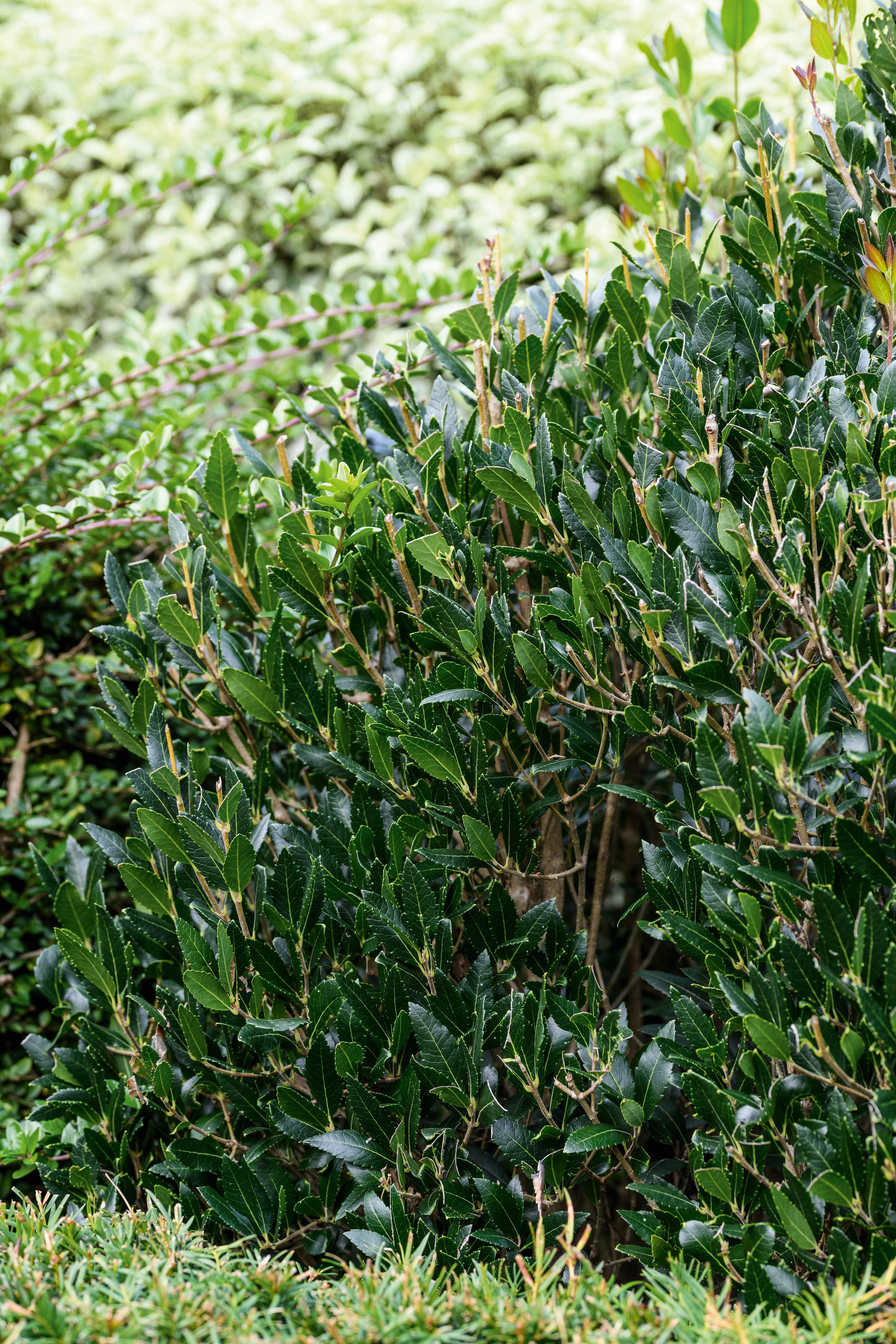 Phillyrea latifolia 'Les Barres'