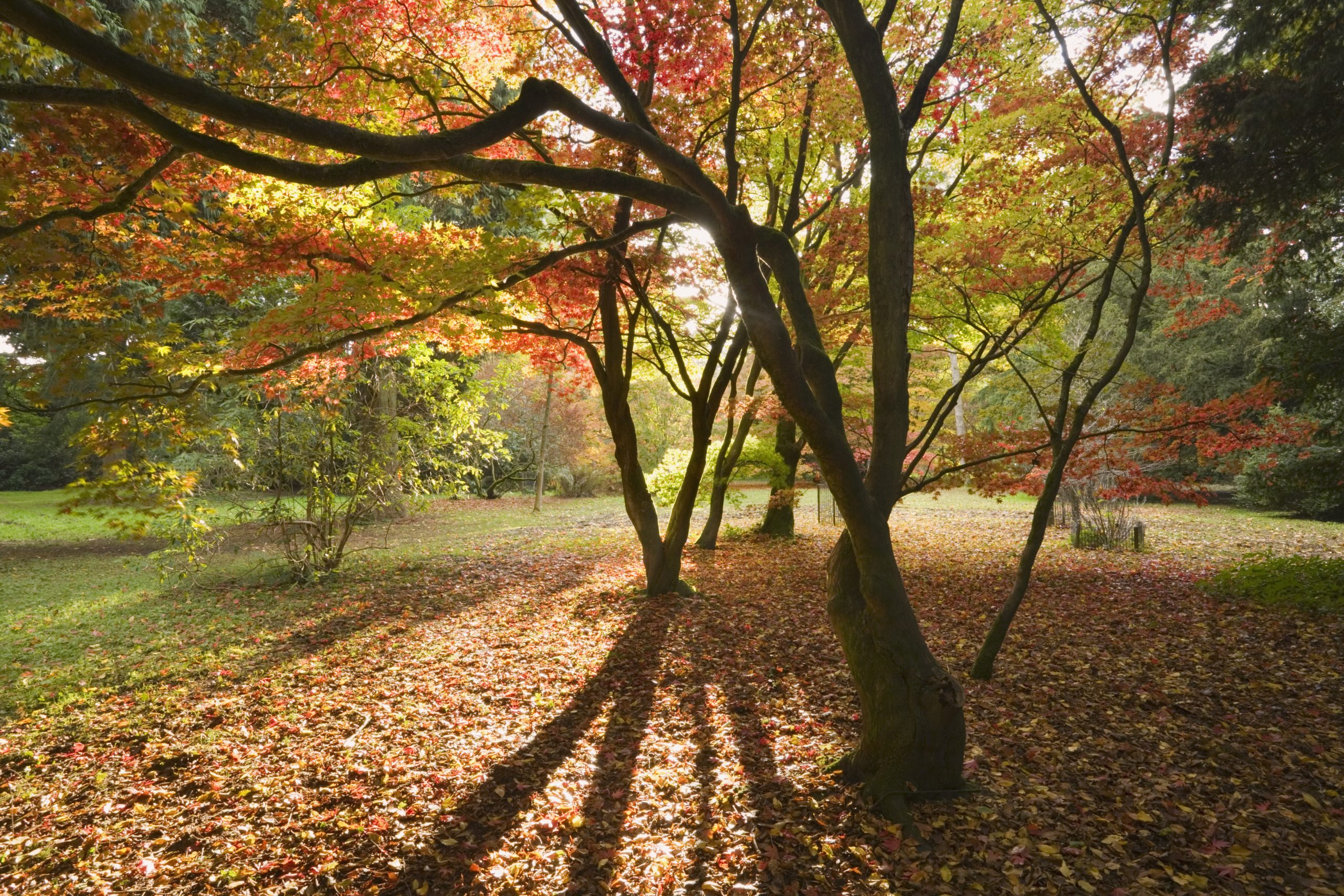 Trees in autumn