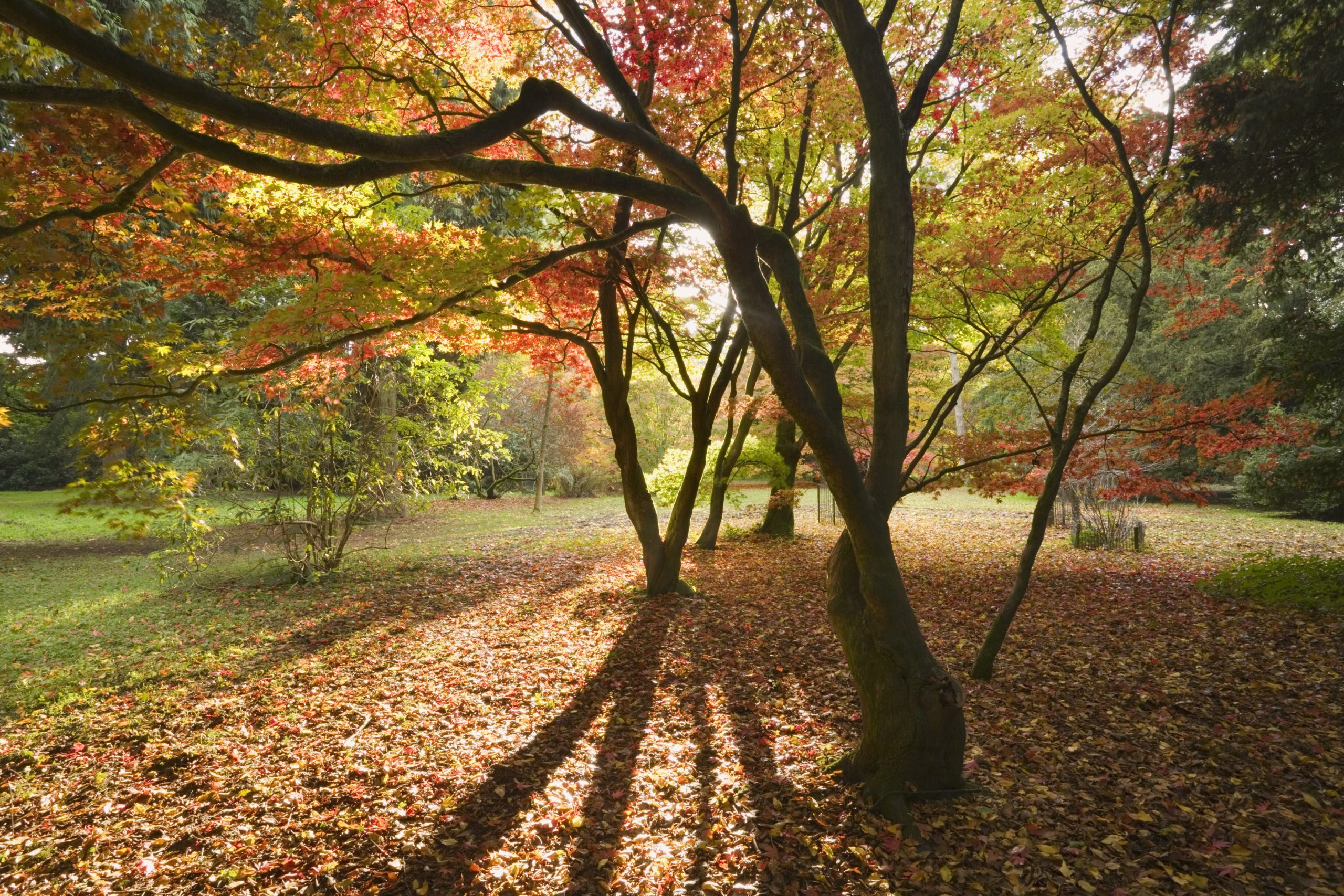 Trees in autumn