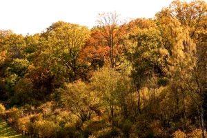 Silk Wood in autumn, Westonbirt Arboretum, Silk Wood in autumn, Westonbirt Arboretum,