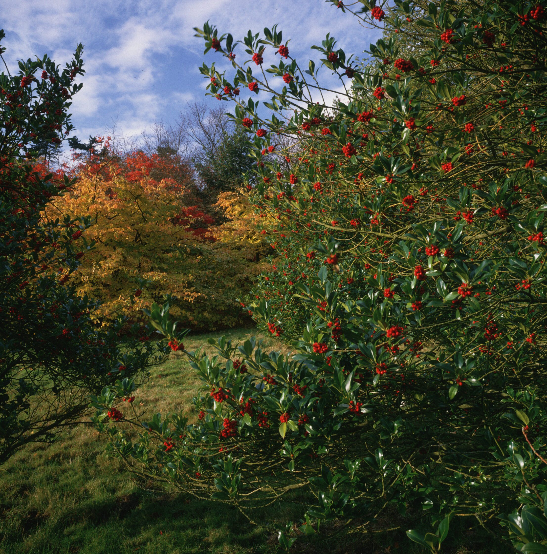 Winkworth Arboretum