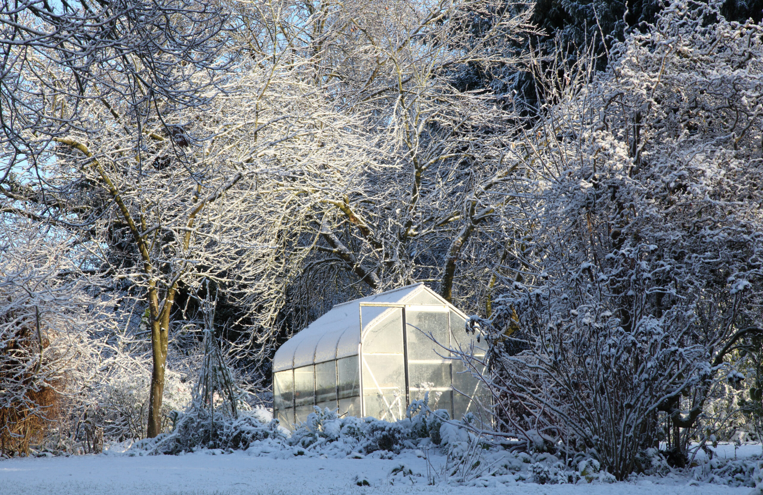 Greenhouse in the snow
