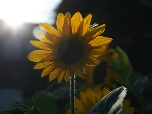 A sunflower pointing towards the sun © Unsplash / Barbara Krysztofiak A sunflower pointing towards the sun