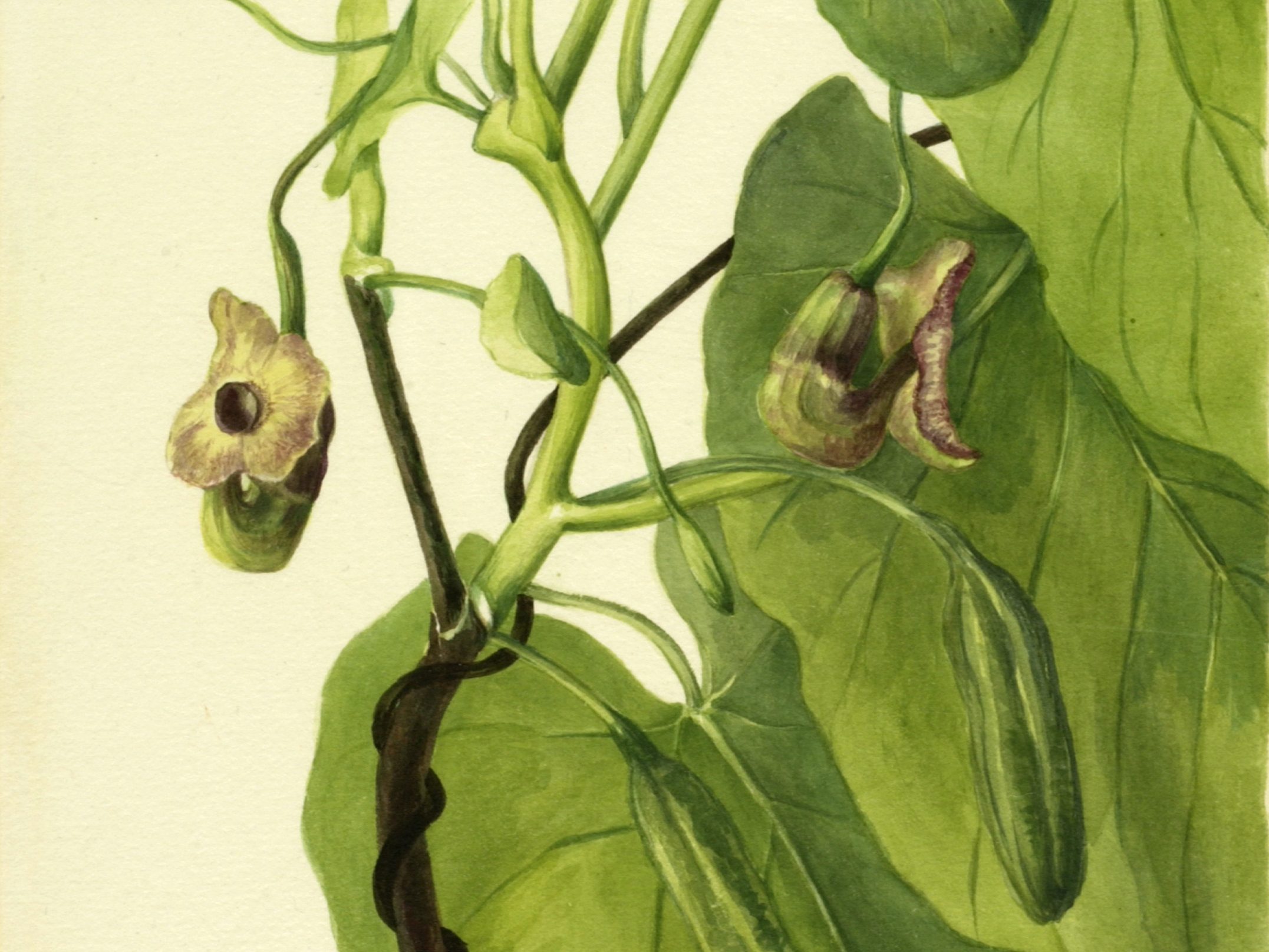 Dutchmans Pipe