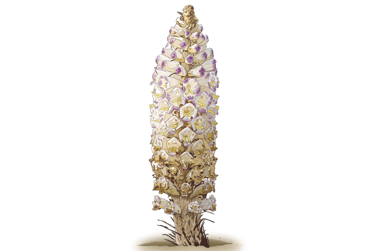 Desert hyacinth (Cistanche deserticola)