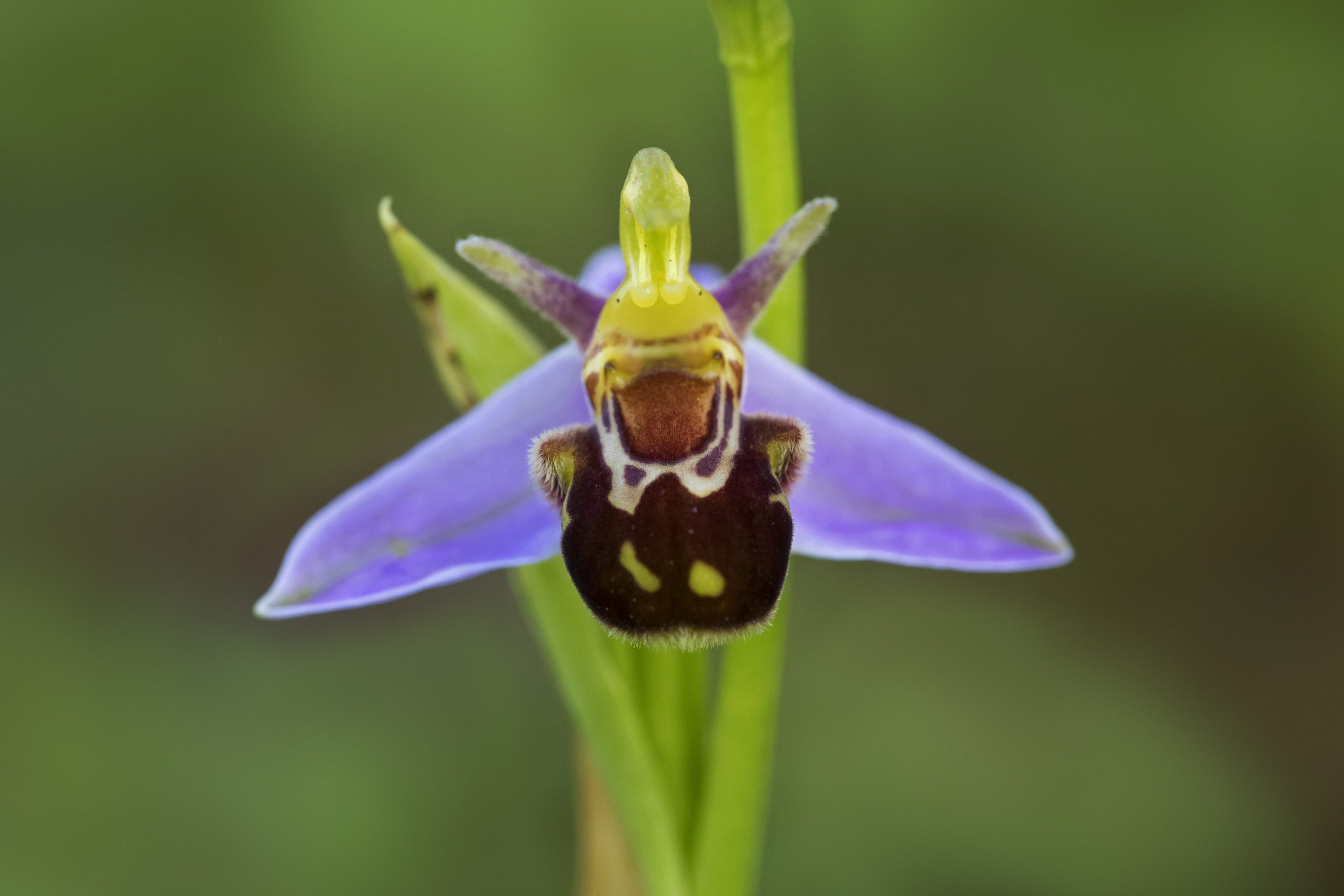 Bee orchid Ophrys apifera