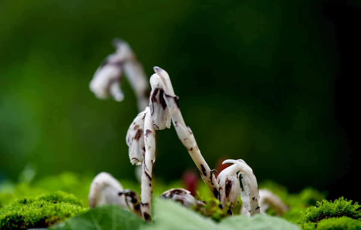Monotropa uniflora L,Also known as ghost pipe Monotropa uniflora L,Also known as ghost pipe