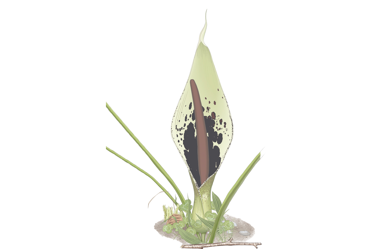 Spotted arum – arum dioscoridis