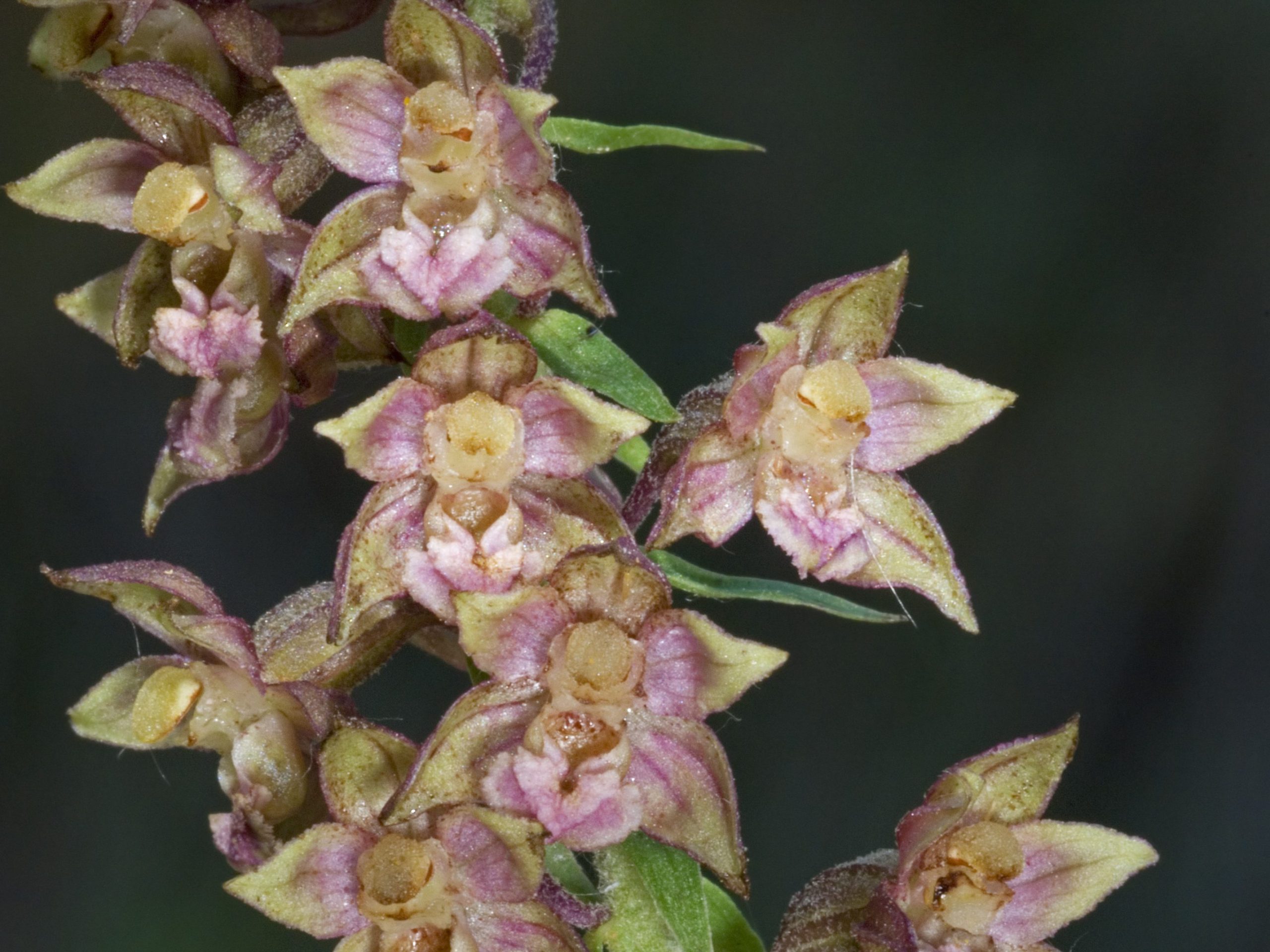 Broad-leaved helleborine (Epipactis helleborine) in flower