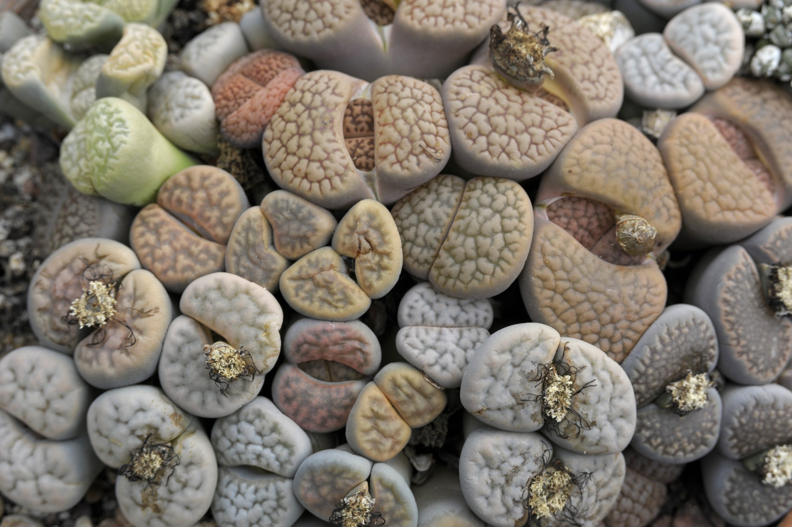 Living stones (Lithops bromfieldii),