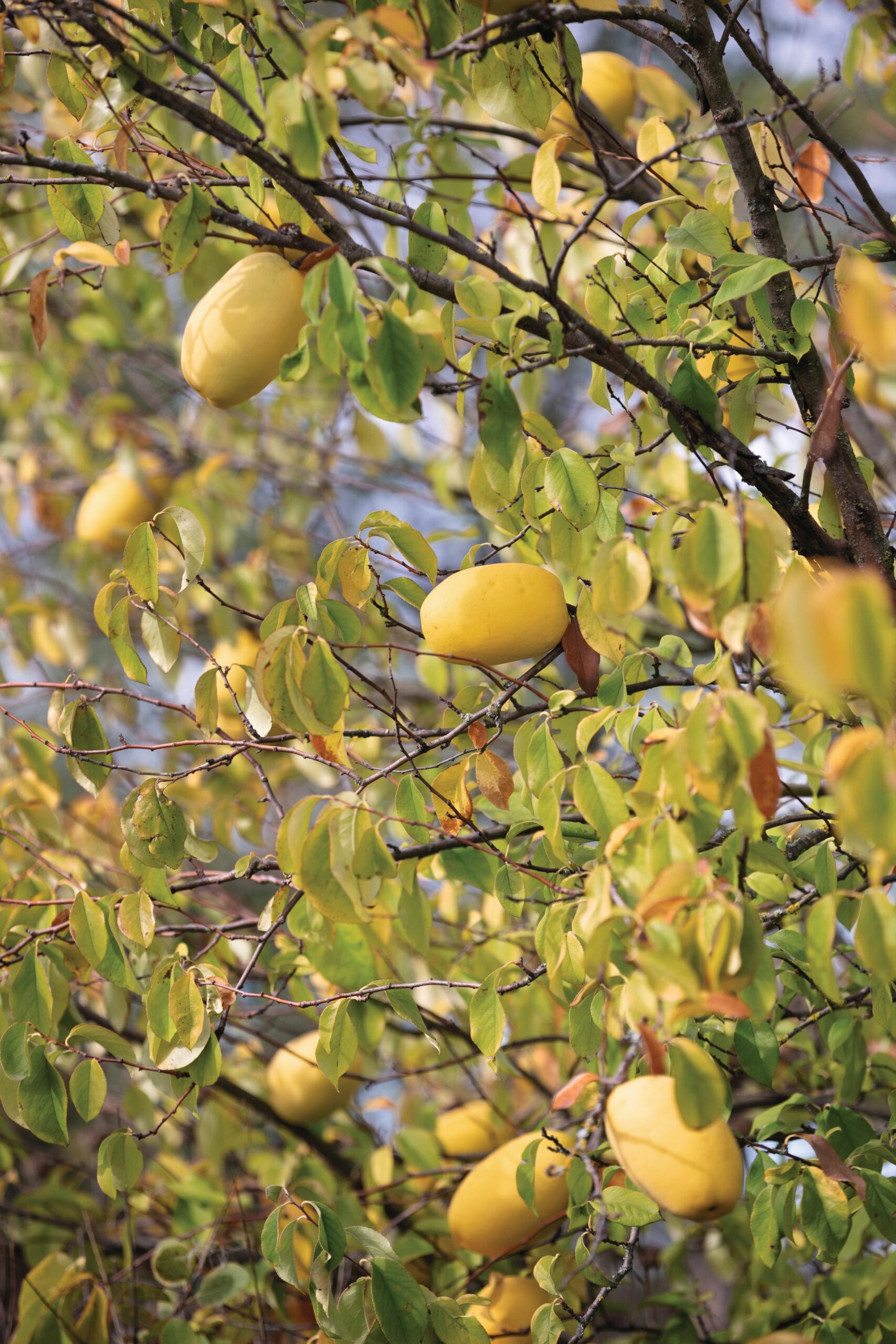 Pseudocydonia sinensis. Cascina Monferrato, private country garden of designer Cristina Mazzucchelli. © Richard Bloom