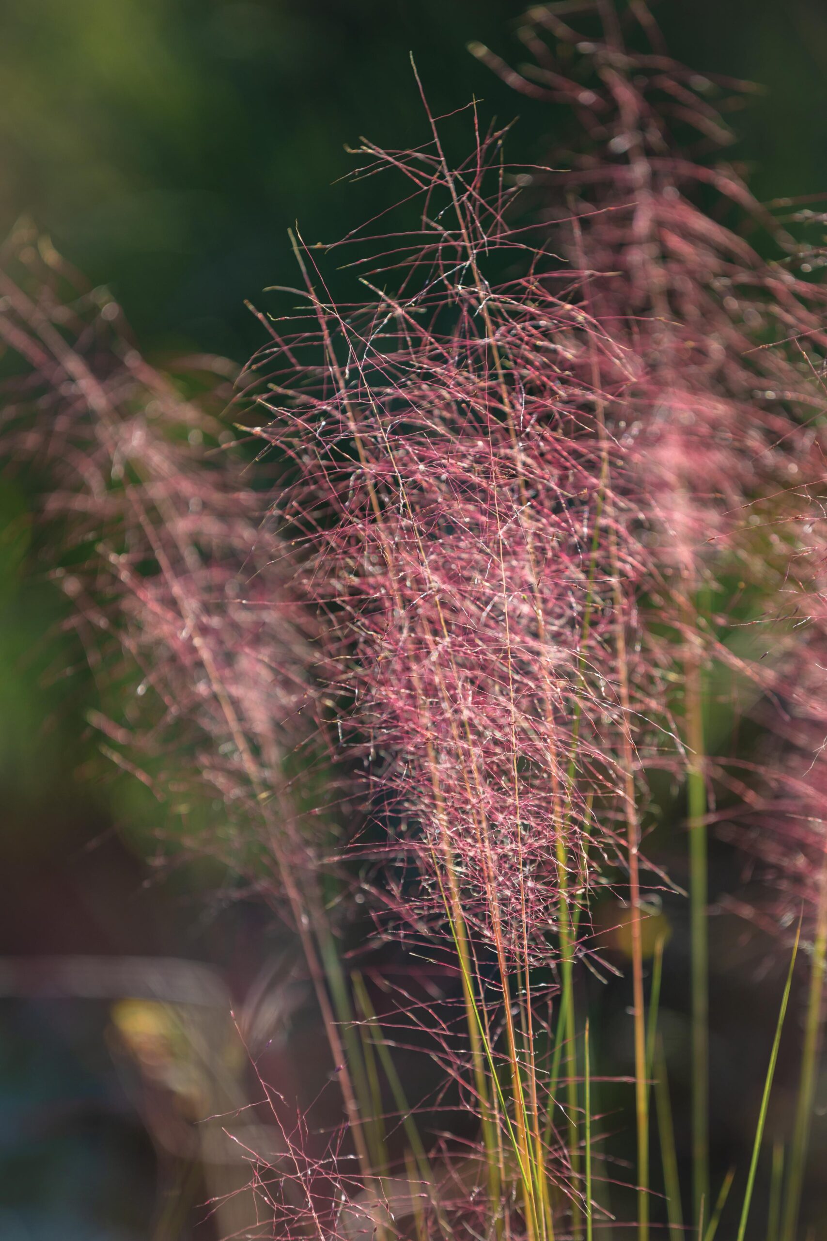 Muhlenbergia capillaris. Cascina Monferrato, private country garden of designer Cristina Mazzucchelli. © Richard Bloom