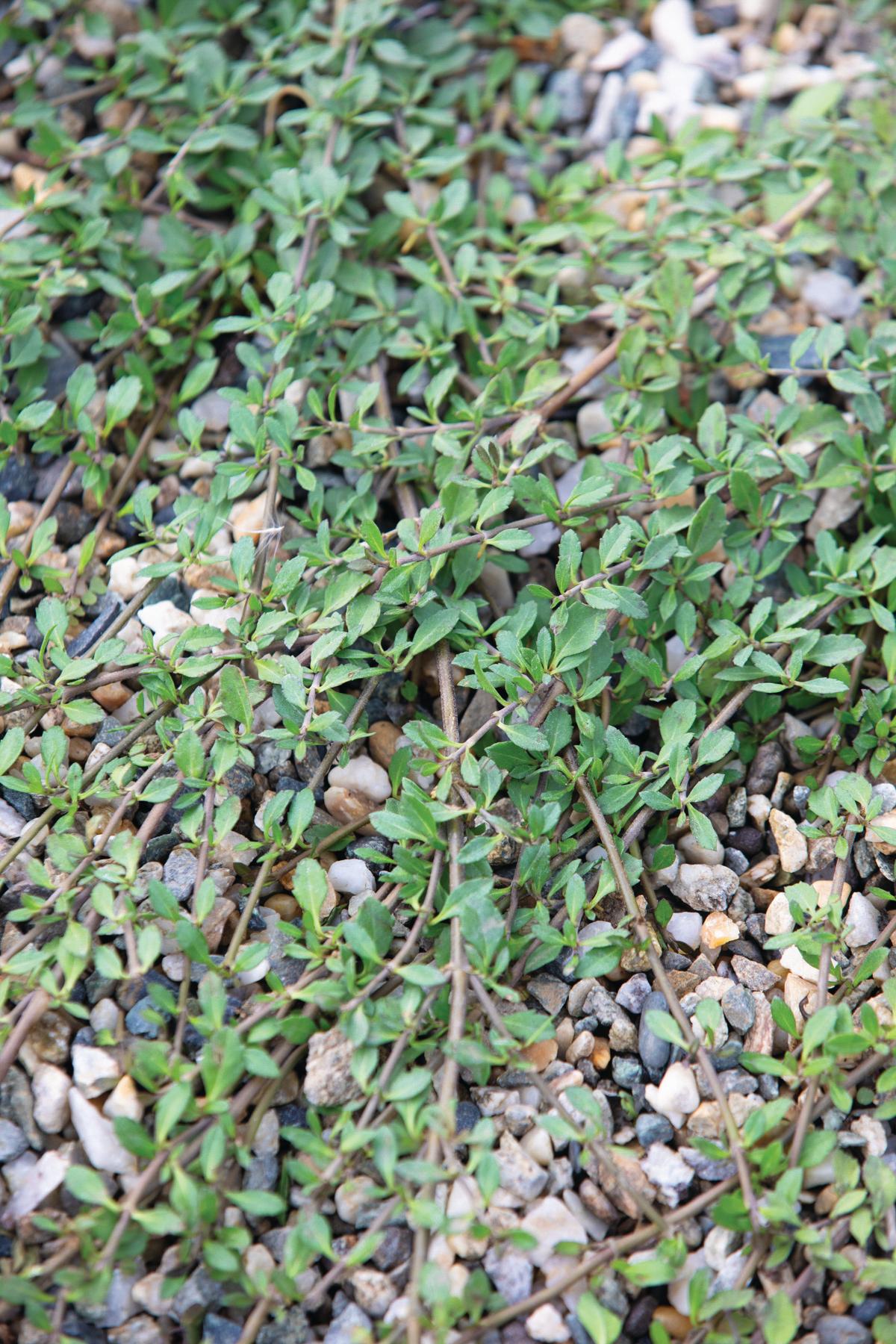 Phyla nodiflora. Cascina Monferrato, private country garden of designer Cristina Mazzucchelli. © Richard Bloom