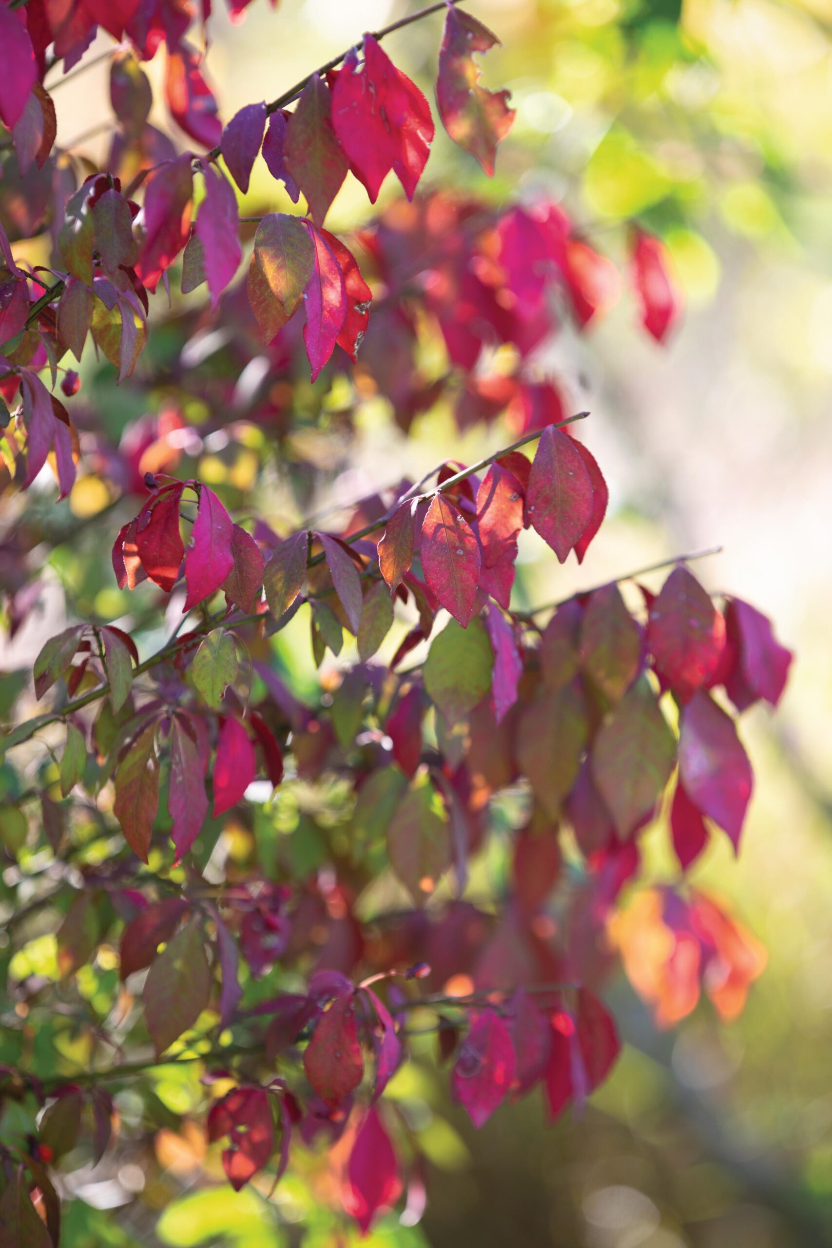 Euonymus alatus ‘Compactus’. Cascina Monferrato, private country garden of designer Cristina Mazzucchelli. © Richard Bloom