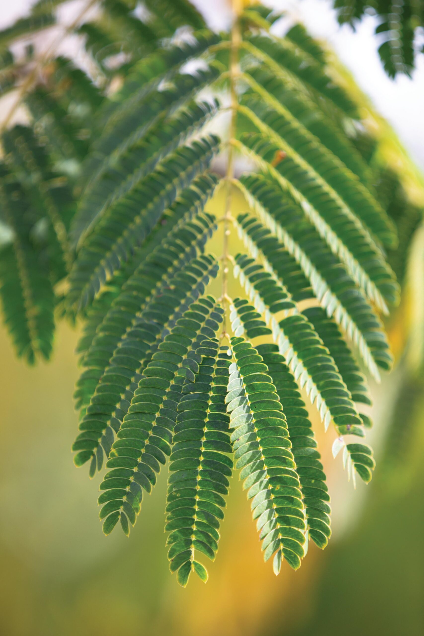 Albizia julibrissin. Cascina Monferrato, private country garden of designer Cristina Mazzucchelli. © Richard Bloom