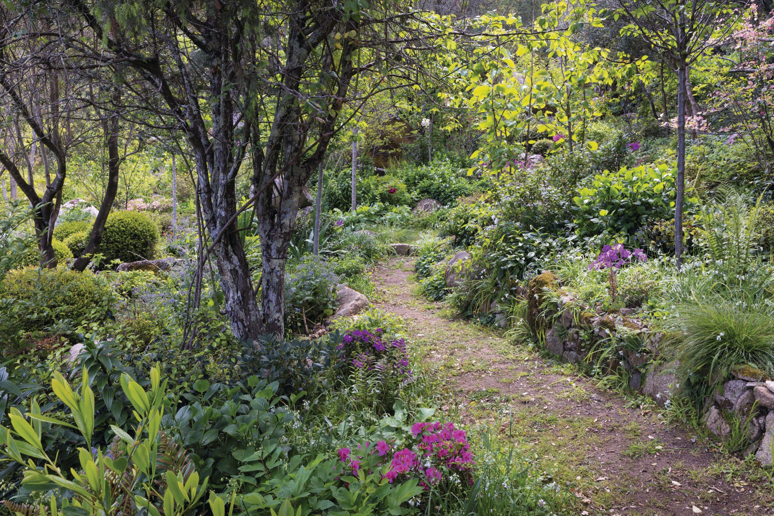 Woodland garden path