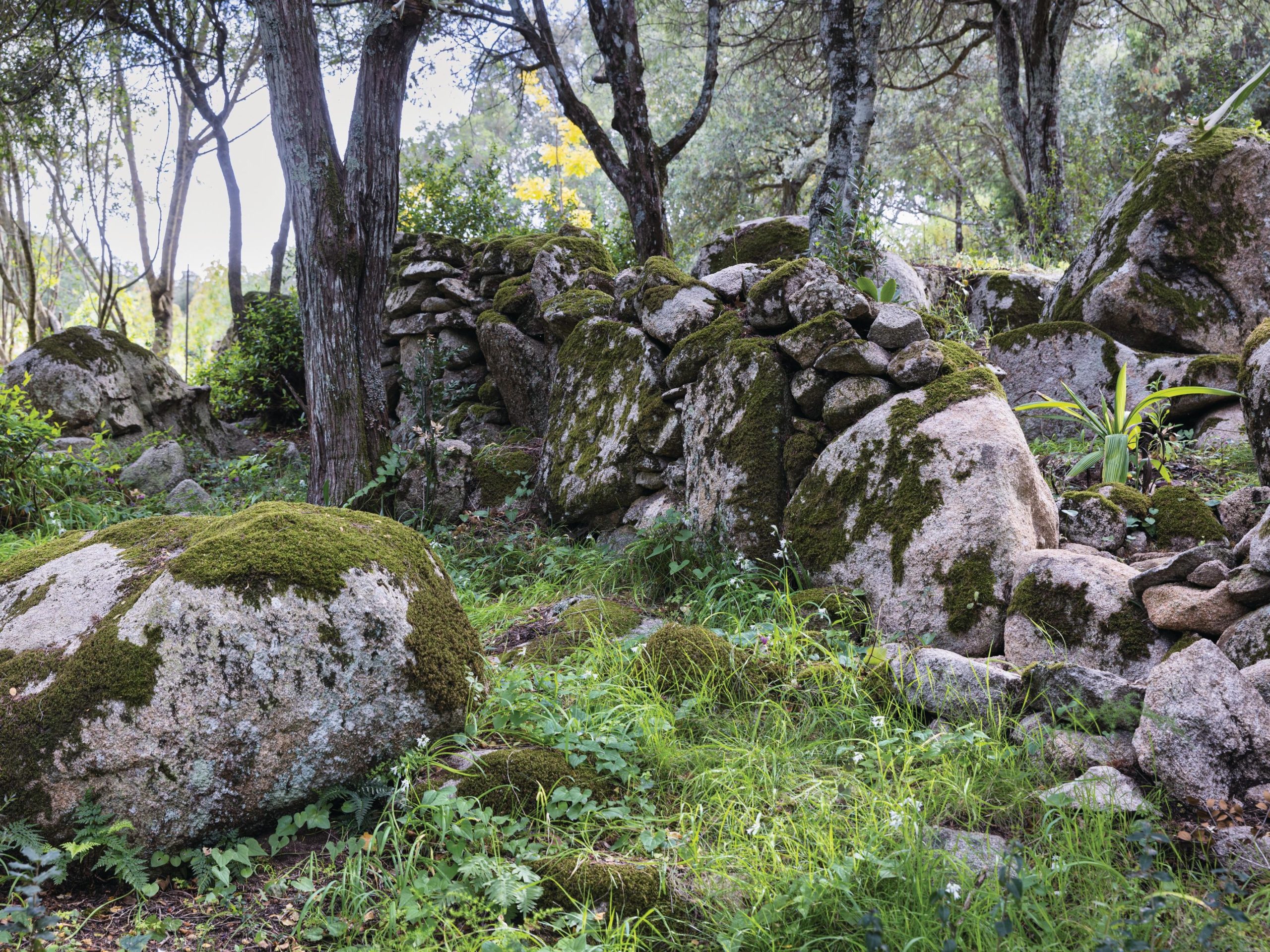 Rocks in garden