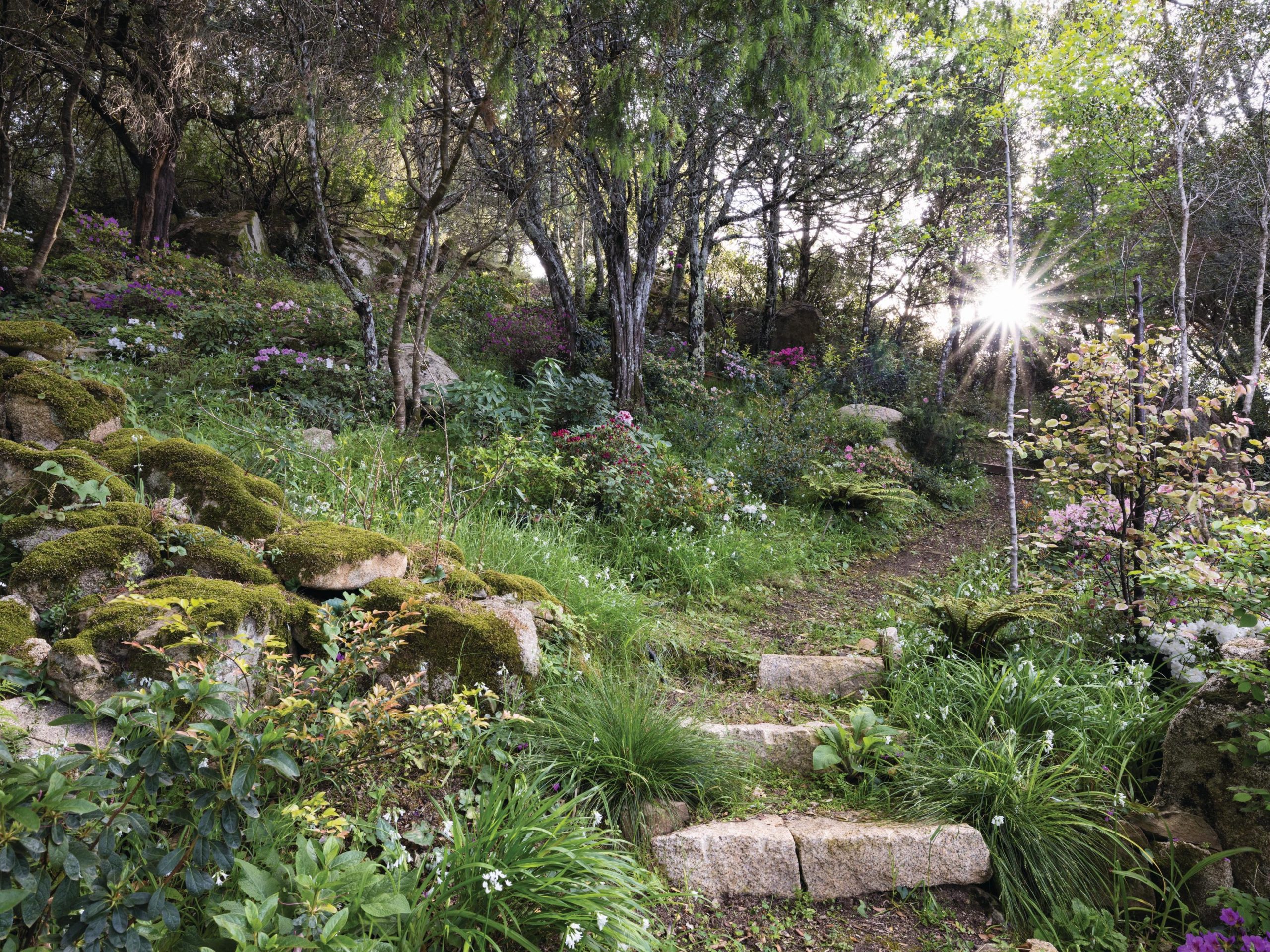 Woodland garden with stone steps