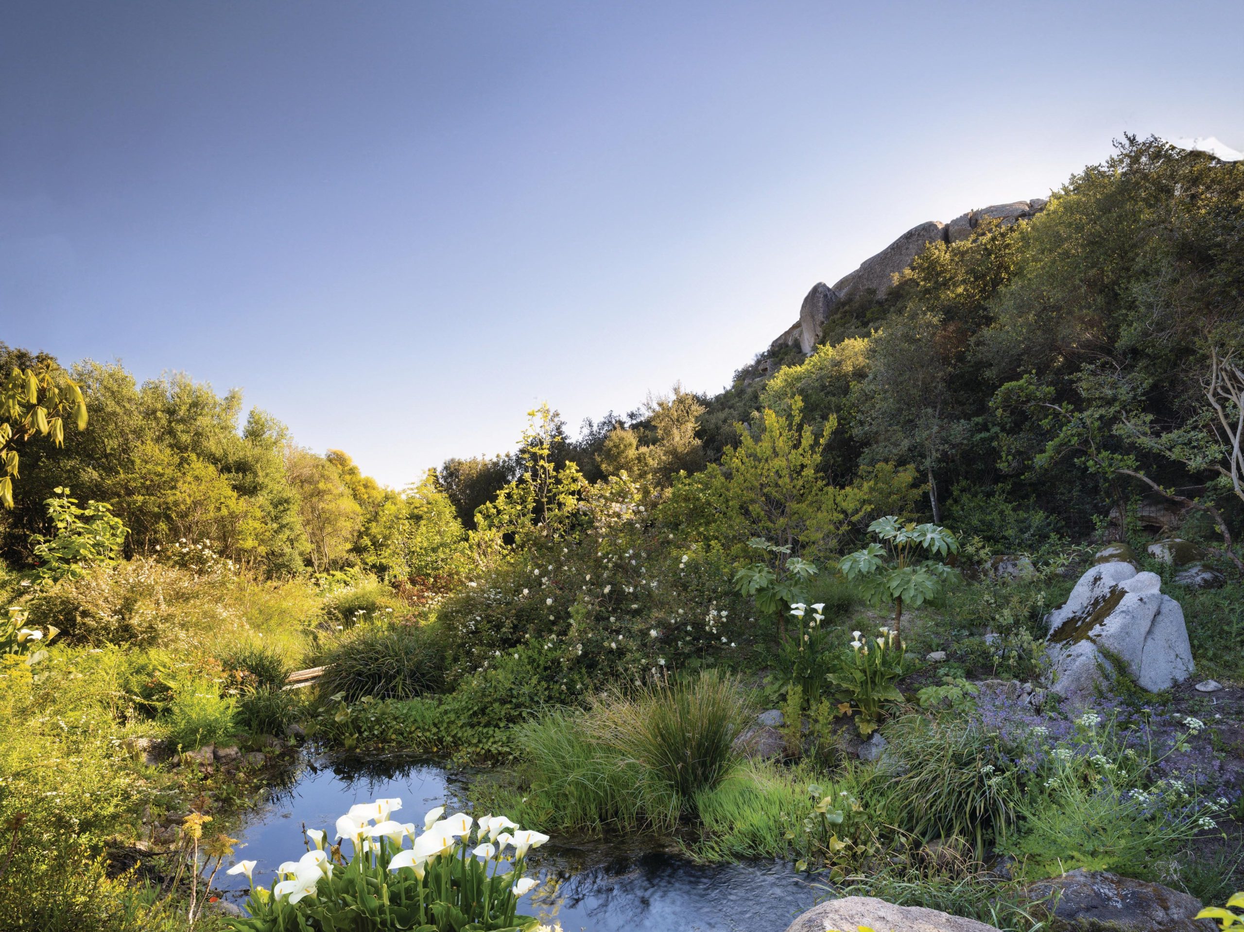 Wildflower garden