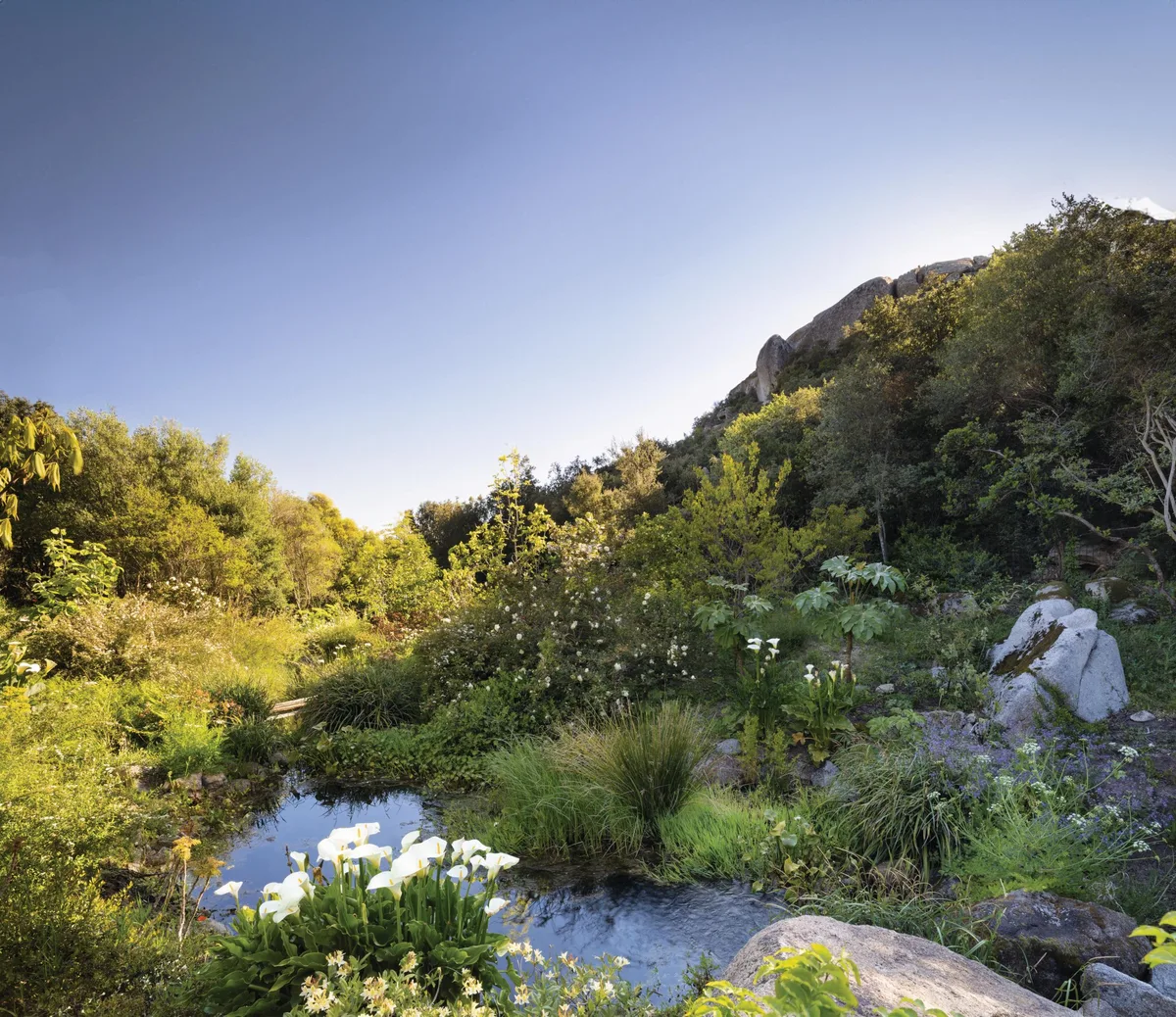 Maurizio Usai's garden in Sardinia Wildflower garden