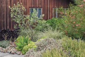 A blooming Grevillea ‘Long John’ provides an eye-catching backdrop . ©Caitlin Atkinson House and garden