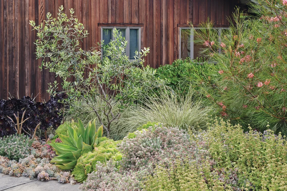 A blooming Grevillea ‘Long John’ provides an eye-catching backdrop . ©Caitlin Atkinson House and garden