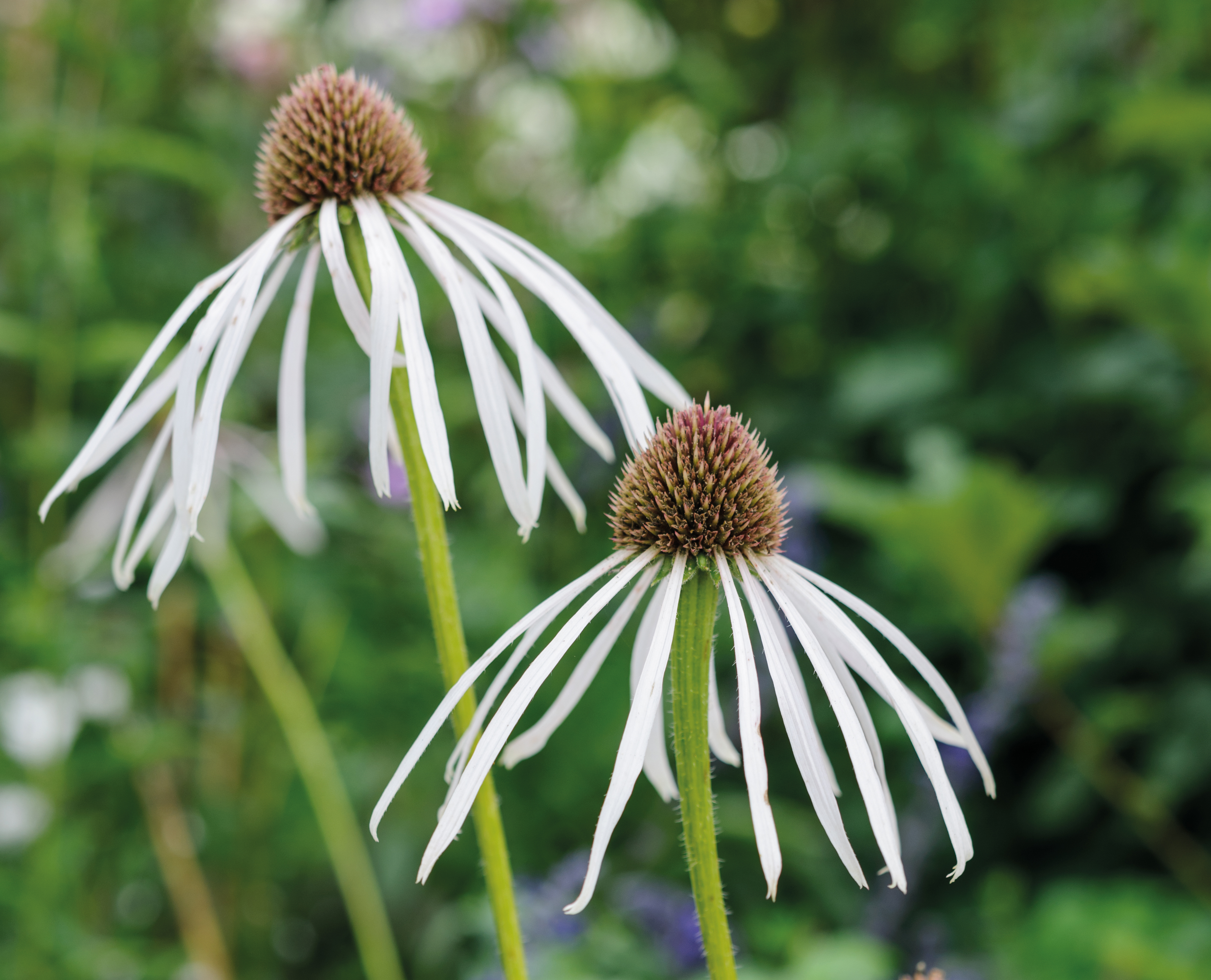 Echinacea pallida 'Hula Dancer' Echinacea pallida 'Hula Dancer'