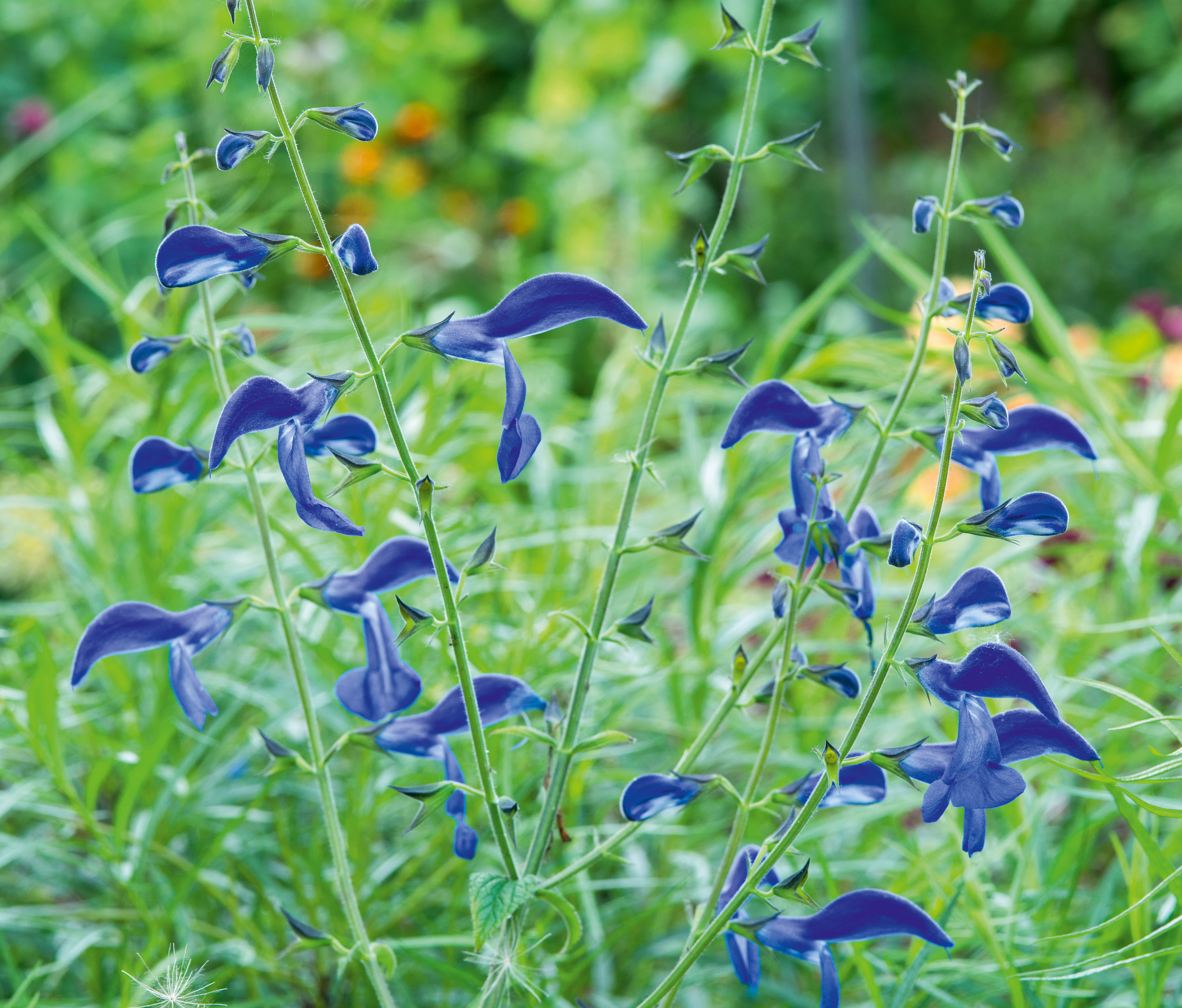MdR 4717-118 Salvia patens Guanajuatov2 copy