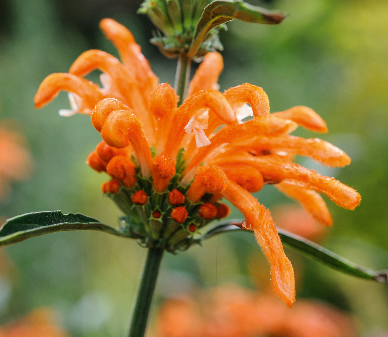 Leonotis leonurus Leonotis leonurus