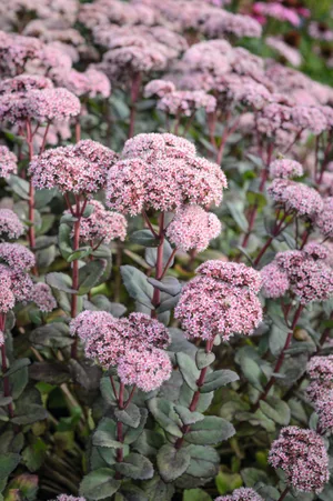 Sedum 'Matrona' Sedum 'Matrona'