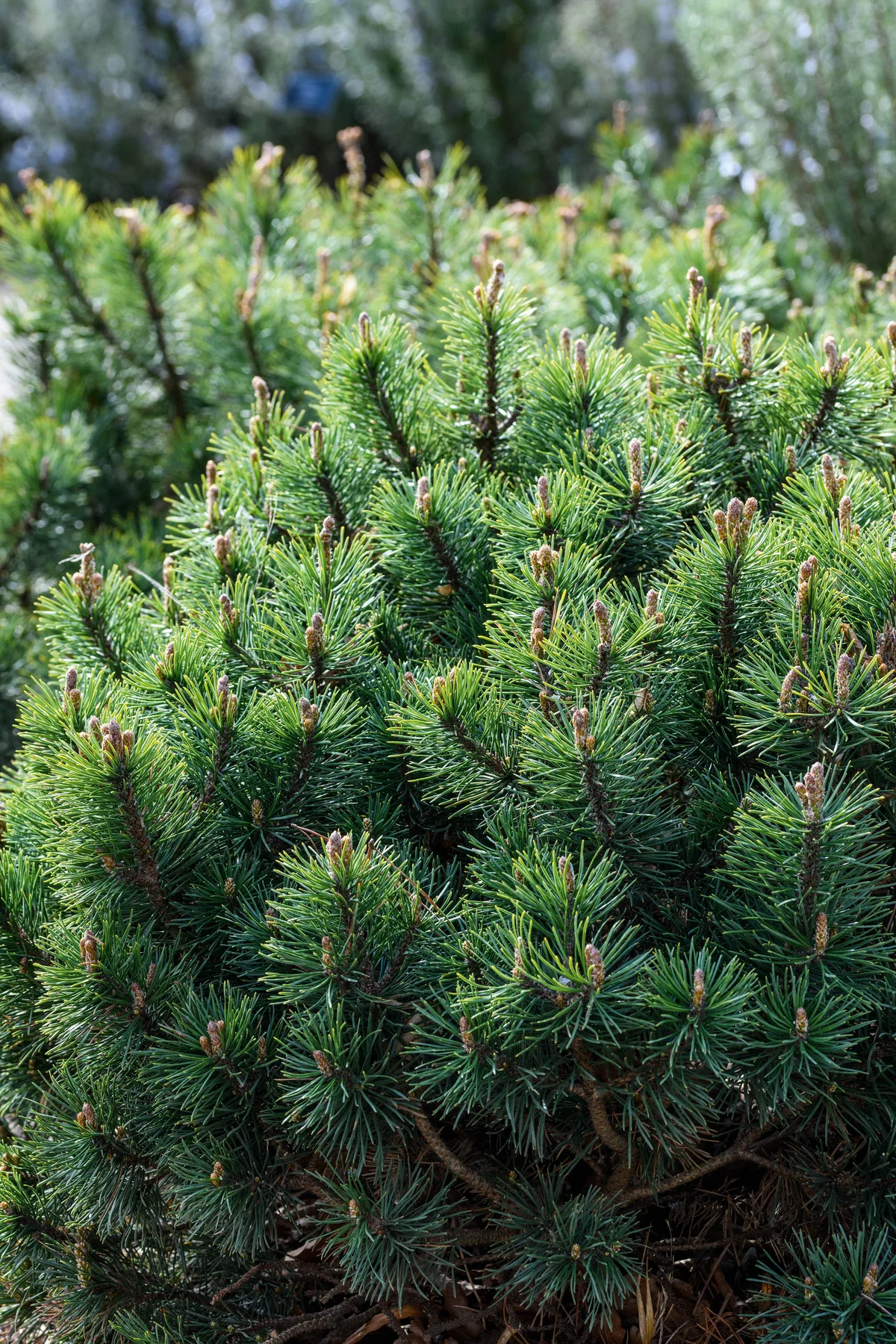Pinus mugo Pinus mugo