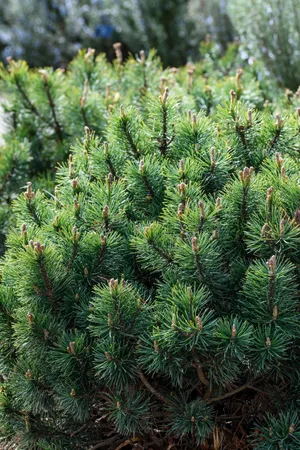 Pinus mugo Pinus mugo