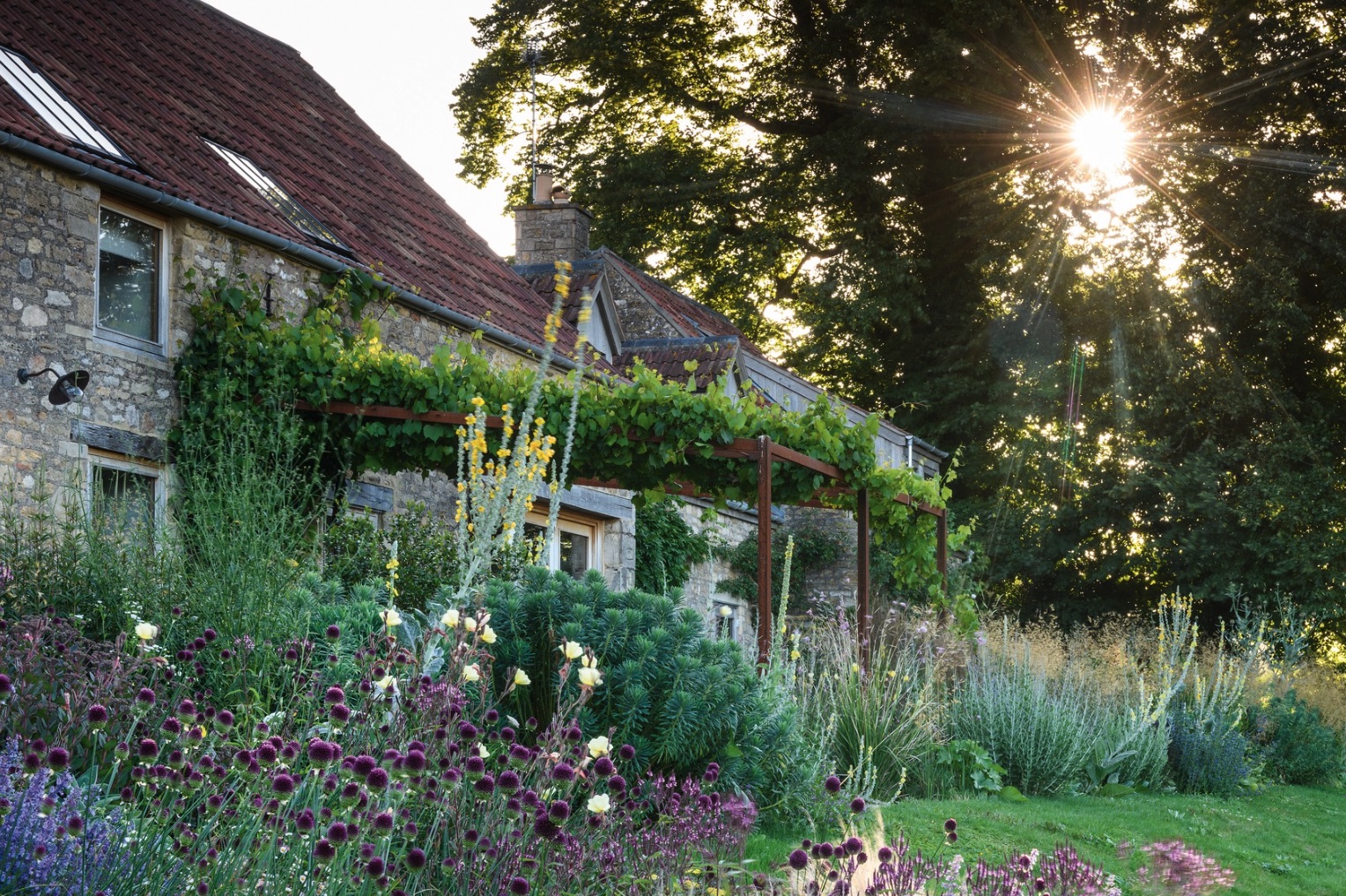 Jo McKerr’s grape-covered pergola in her own Somerset garden