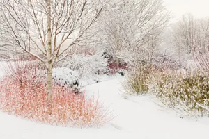 The Winter Walk in snow with Cornus sanguinea 'Midwinter Fire' in the foreground at RHS Garden Harlow Carr The Winter Walk in snow with Cornus sanguinea 'Midwinter Fire' in the foreground at RHS Garden Harlow Carr